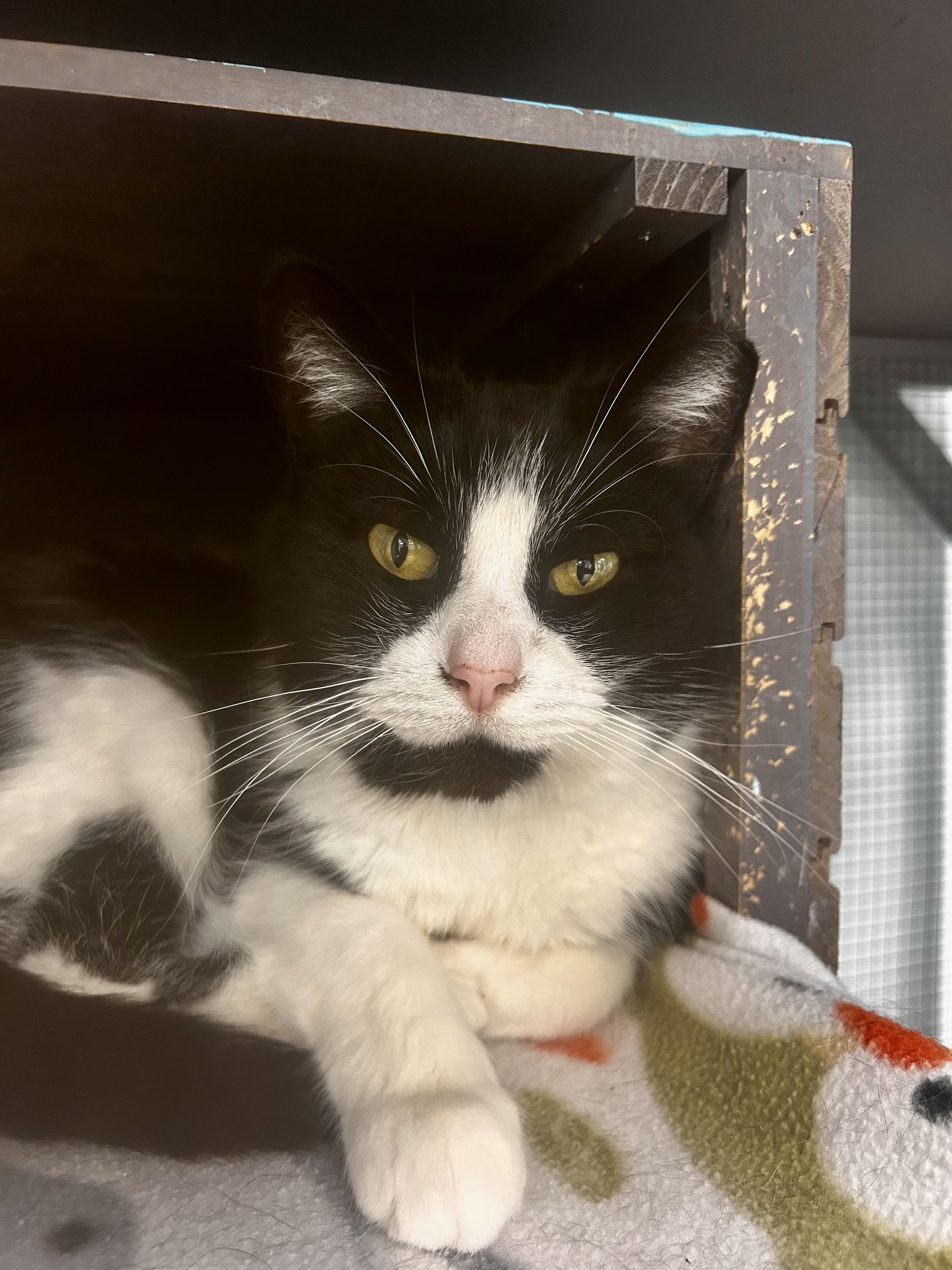 Enlarge Tux , a ADOPTABLE Domestic Short Hair in Grand Rapids, MI image 2/6