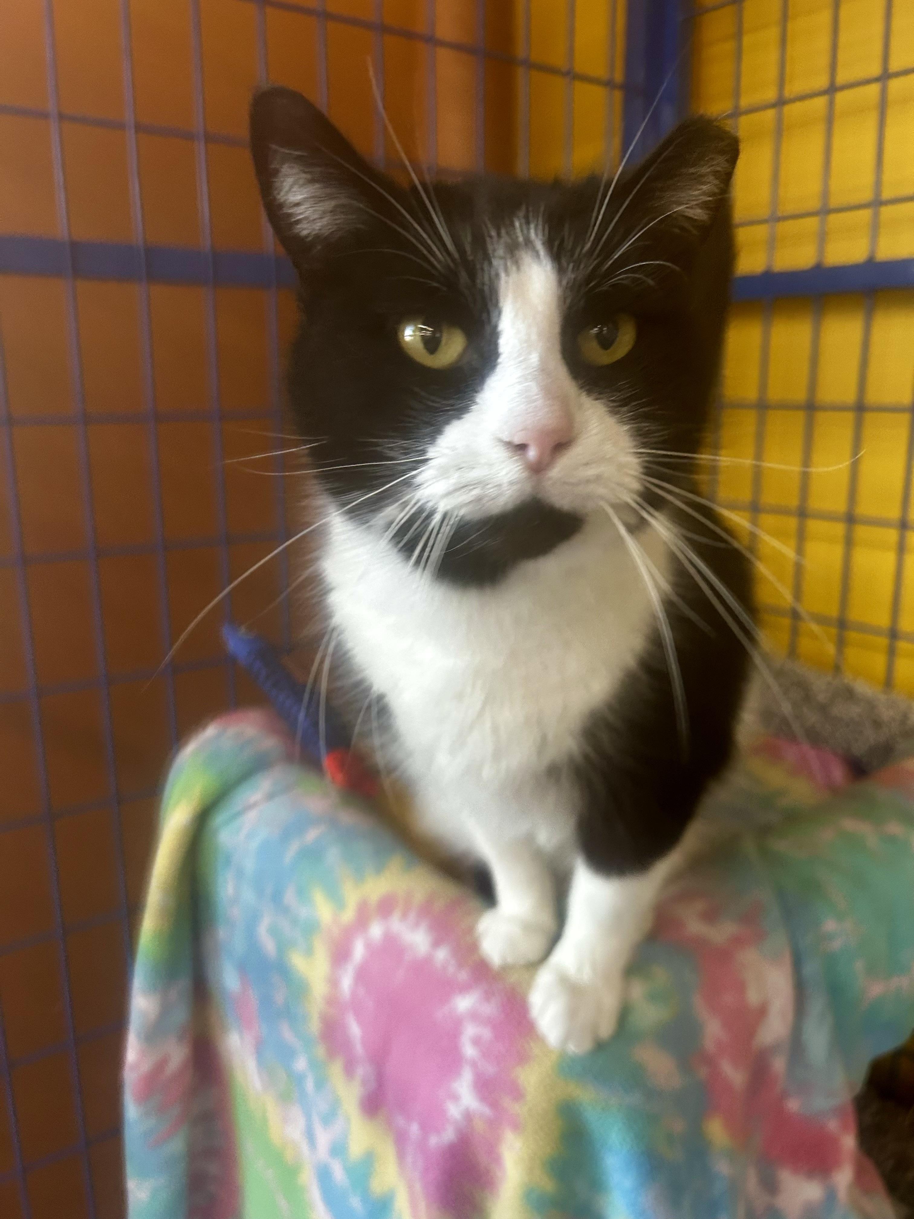 Tux - CHOW HOUND, ADOPTABLE, Adult Female Domestic Short Hair.