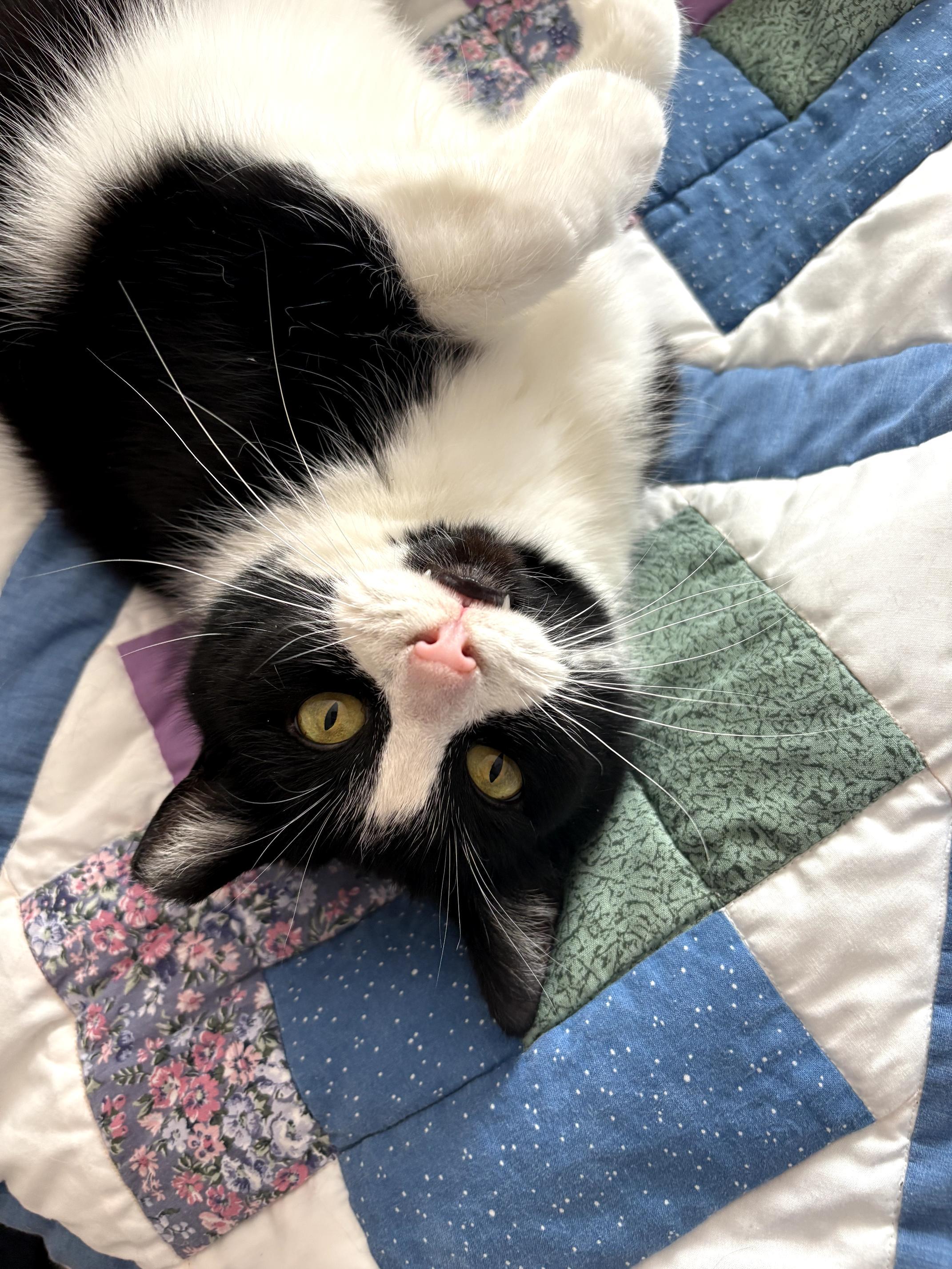 Enlarge Tux - ADOPTION PENDING!, an adopted Domestic Short Hair in Grand Rapids, MI image 1/6