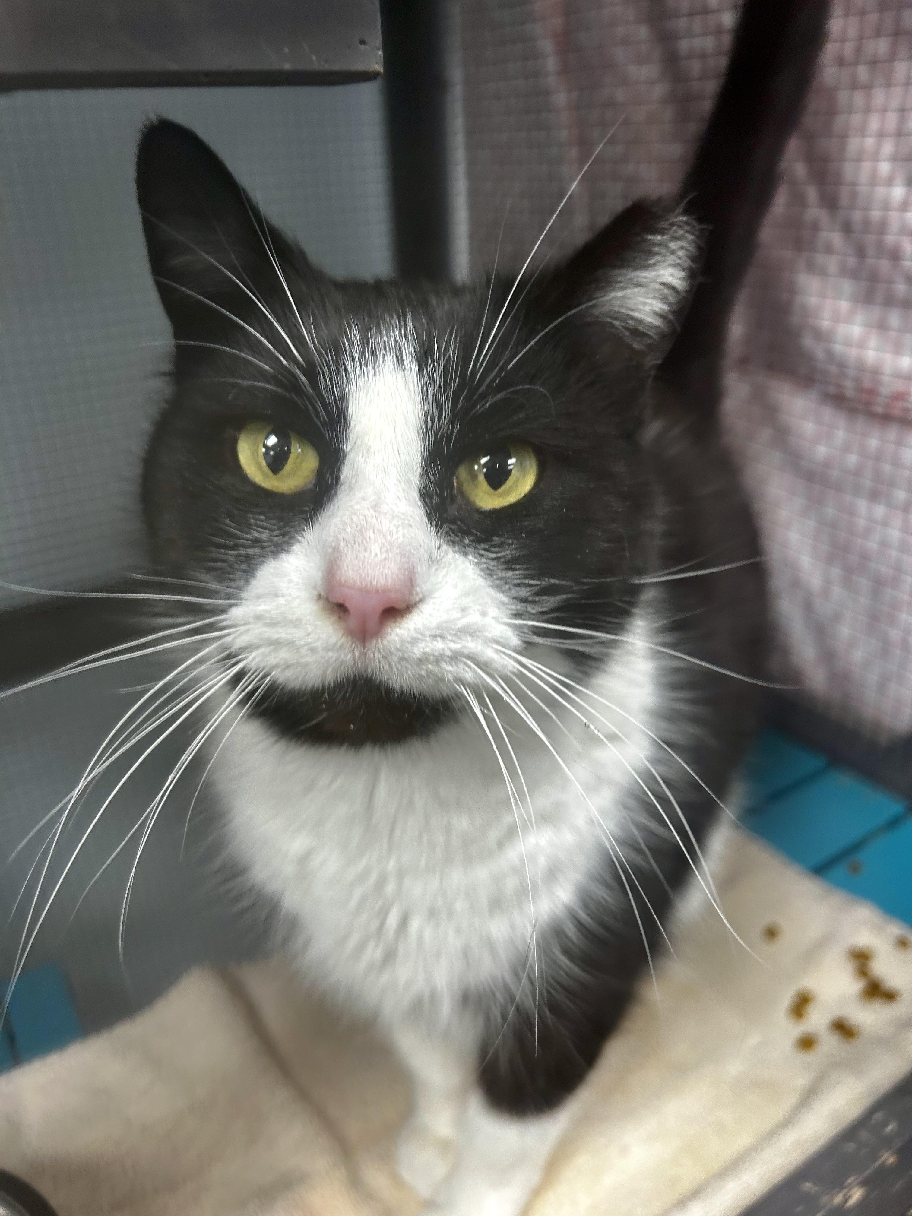 Enlarge Tux - CHOW HOUND, a ADOPTABLE Domestic Short Hair in Grand Rapids, MI image 3/6