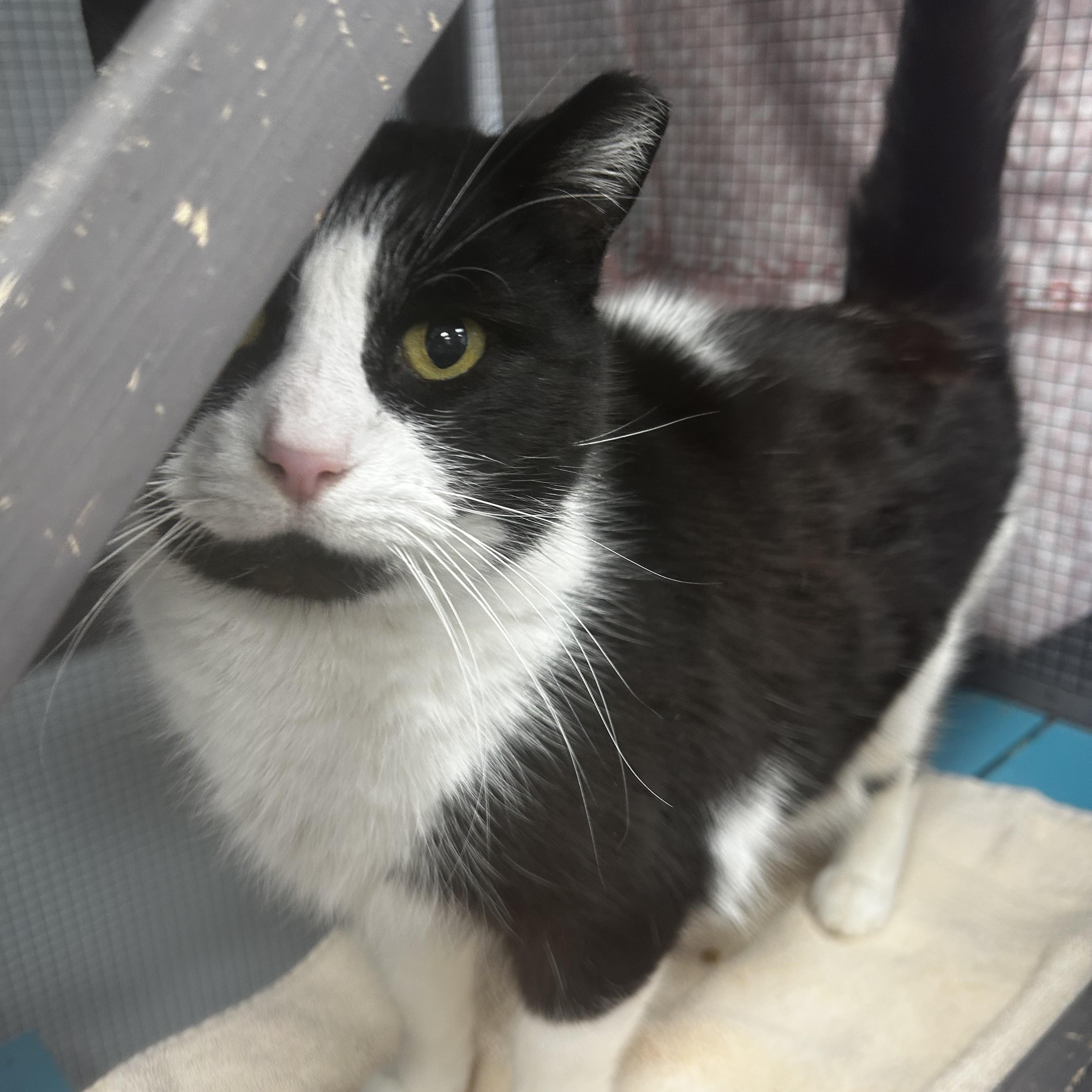 Enlarge Tux - CHOW HOUND, a ADOPTABLE Domestic Short Hair in Grand Rapids, MI image 4/6
