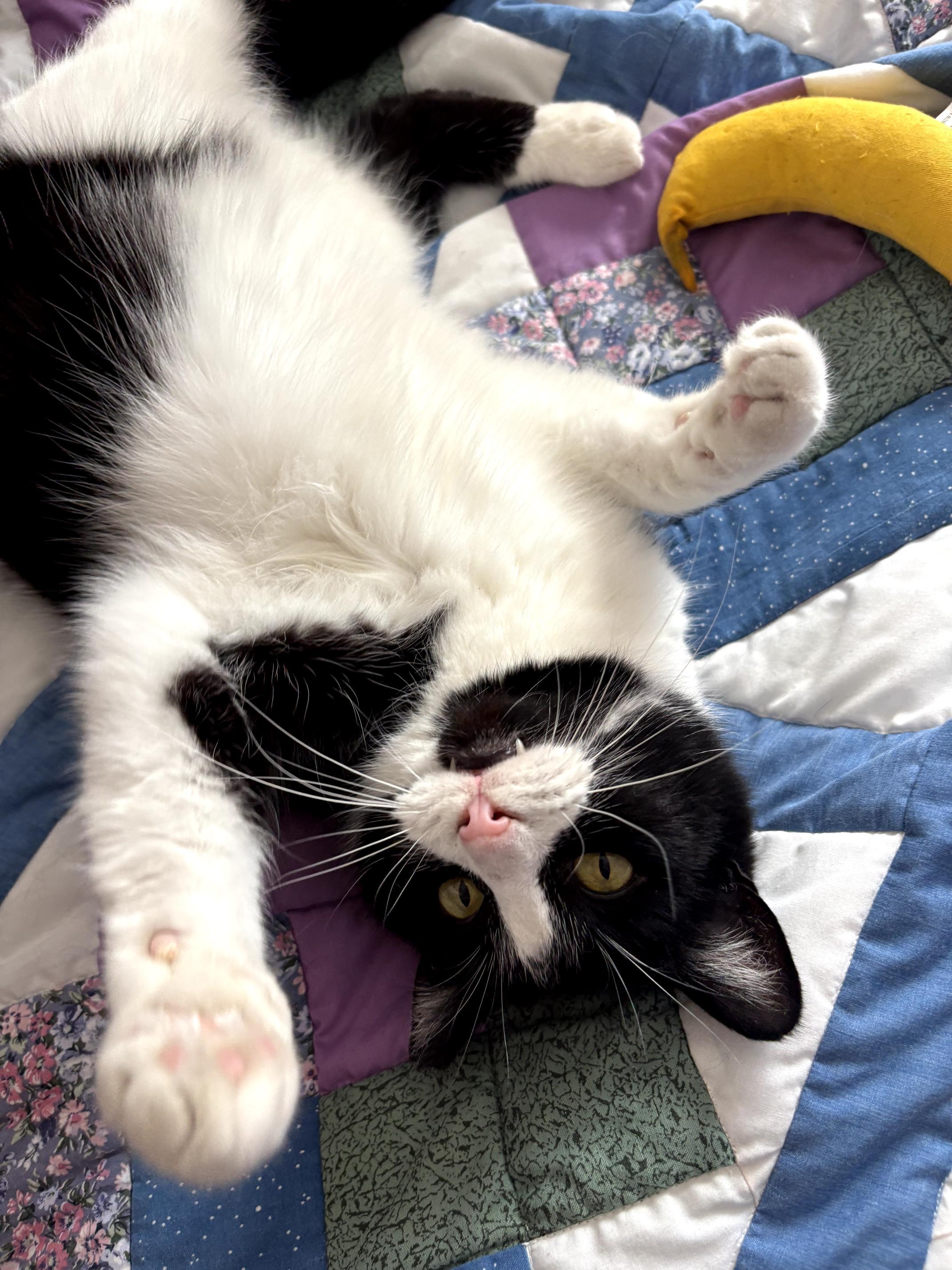 Enlarge Tux - ADOPTION PENDING!, an adopted Domestic Short Hair in Grand Rapids, MI image 6/6