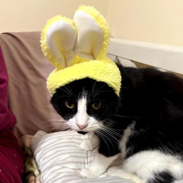 Enlarge Tux , a ADOPTABLE Domestic Short Hair in Grand Rapids, MI image 5/6