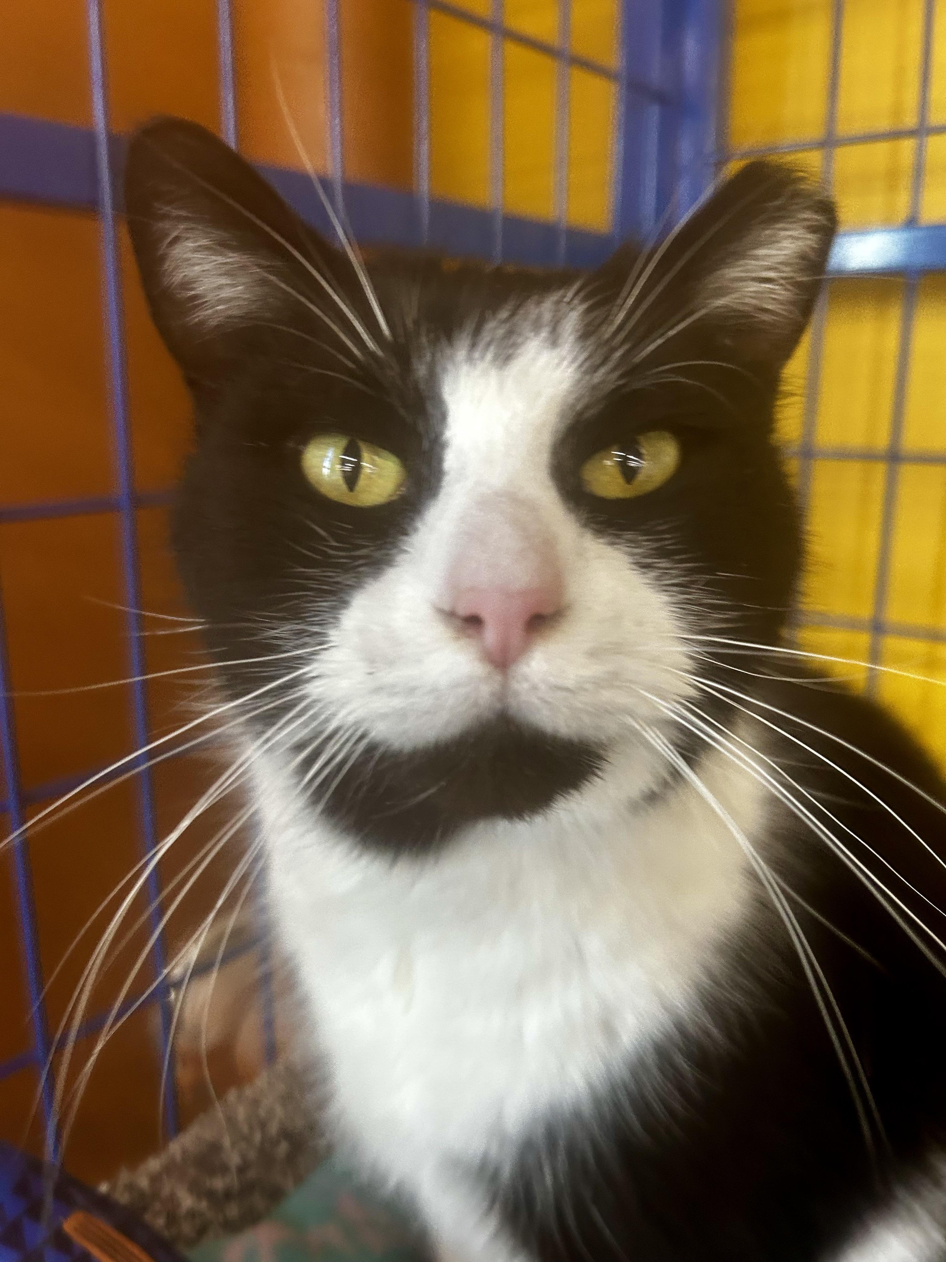 Enlarge Tux - CHOW HOUND, a ADOPTABLE Domestic Short Hair in Grand Rapids, MI image 2/6