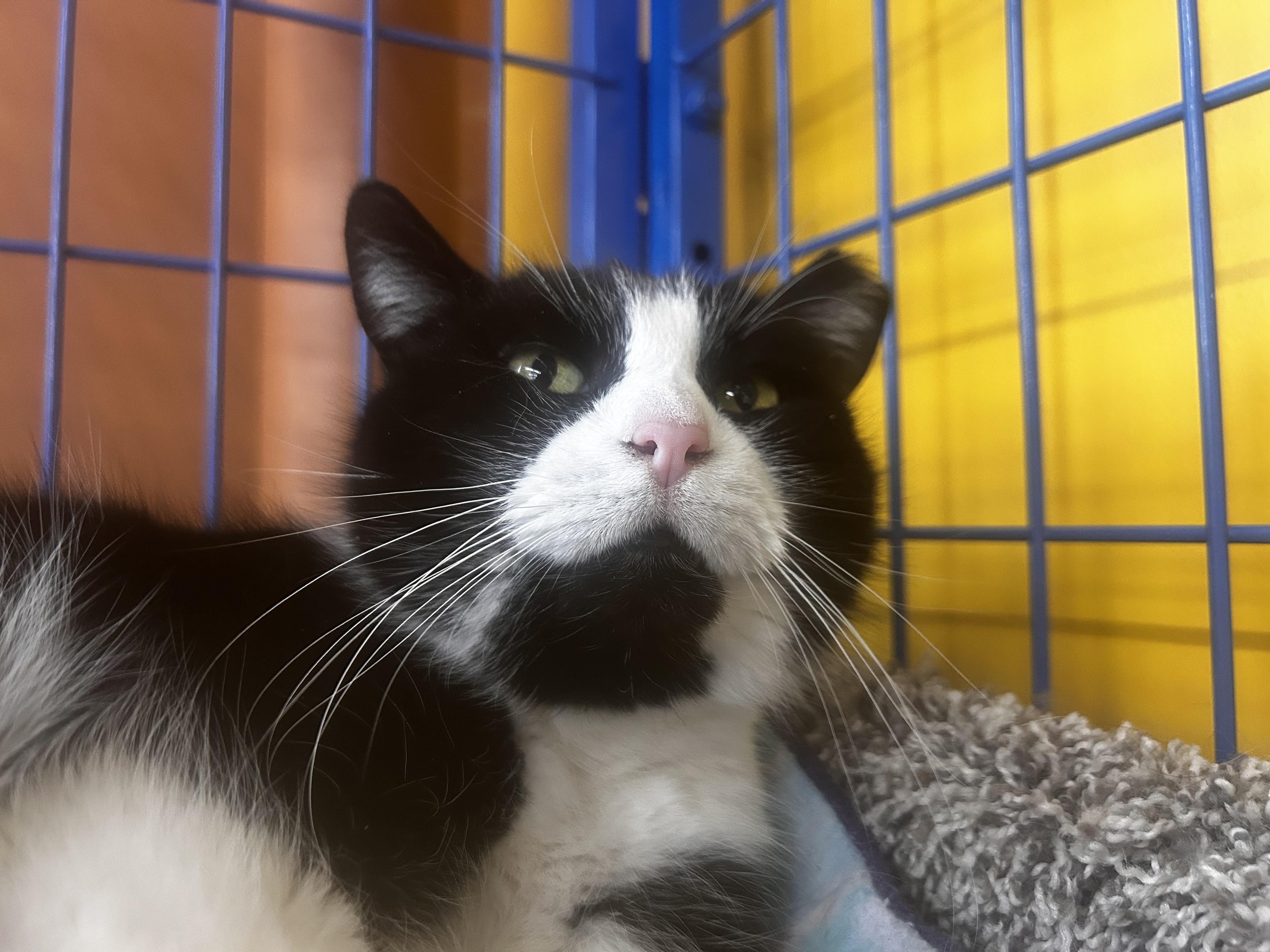 Enlarge Tux , a ADOPTABLE Domestic Short Hair in Grand Rapids, MI image 5/6