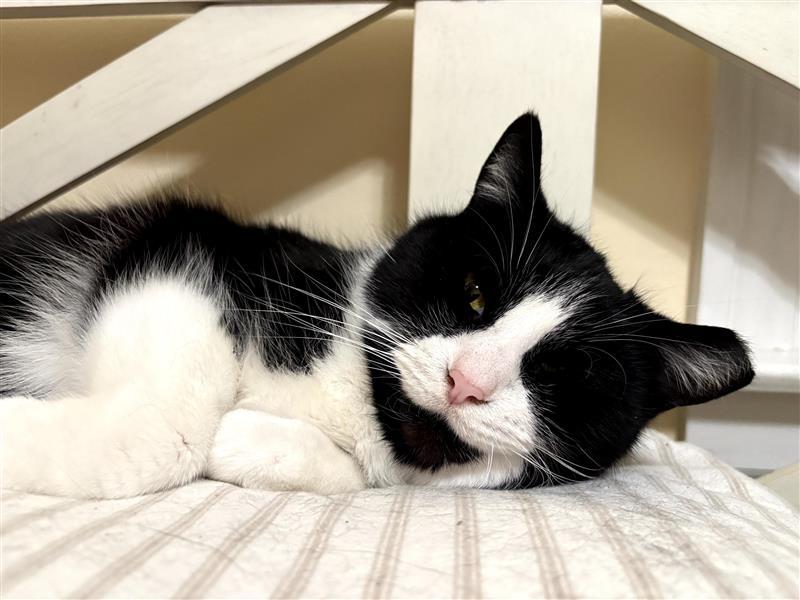 Enlarge Tux , a ADOPTABLE Domestic Short Hair in Grand Rapids, MI image 6/6