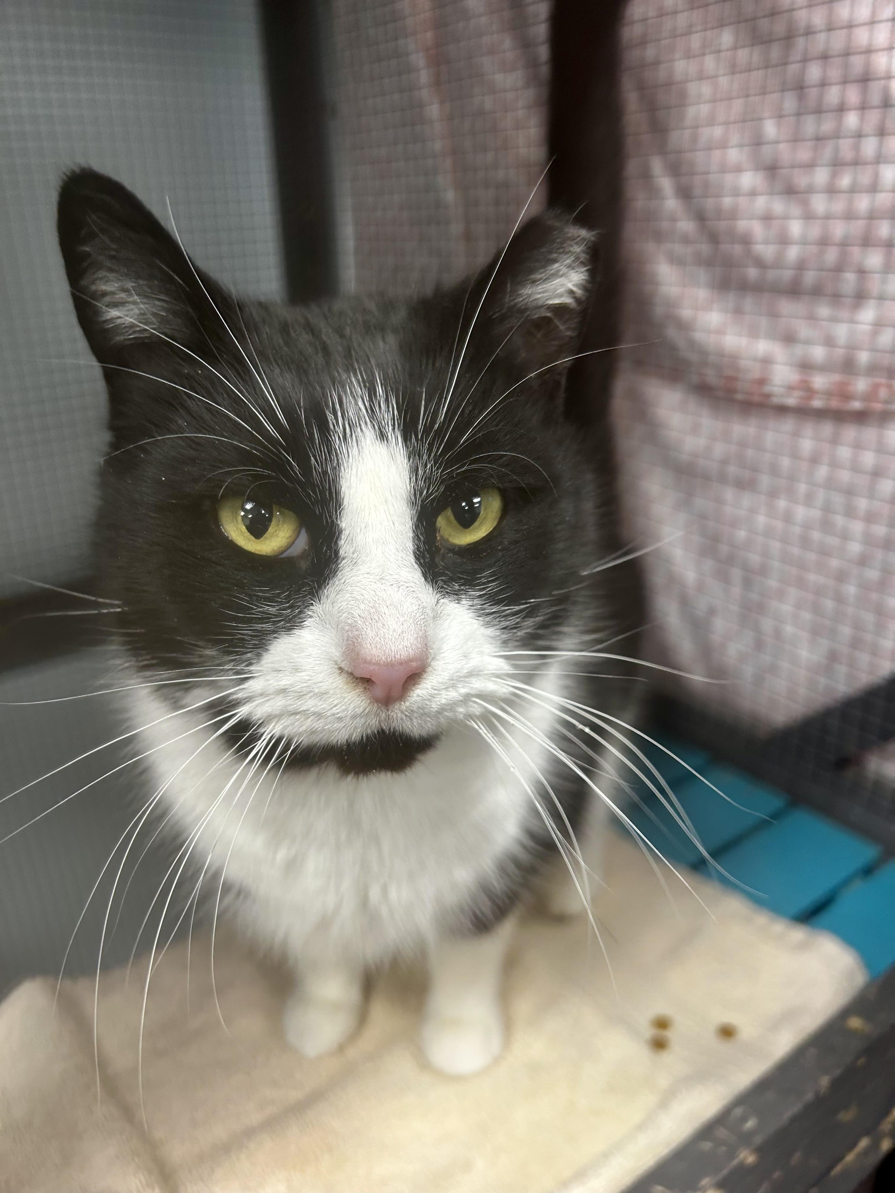 Enlarge Tux - CHOW HOUND, a ADOPTABLE Domestic Short Hair in Grand Rapids, MI image 5/6