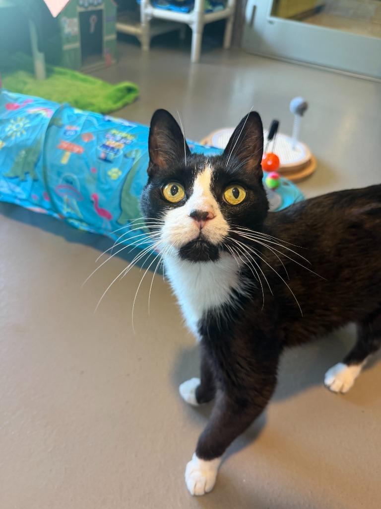 Louie, Adoptable, Adult Male Domestic Short Hair.