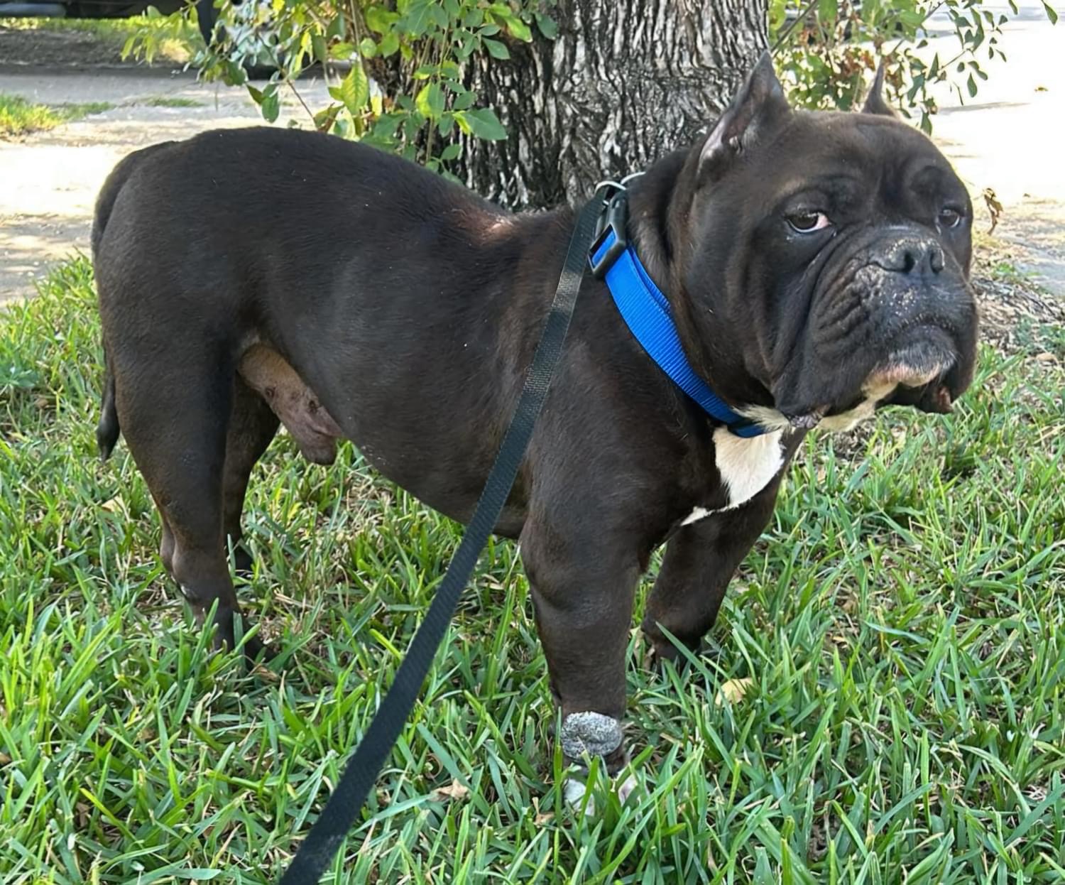 DRAKO, Adult Male American Bulldog