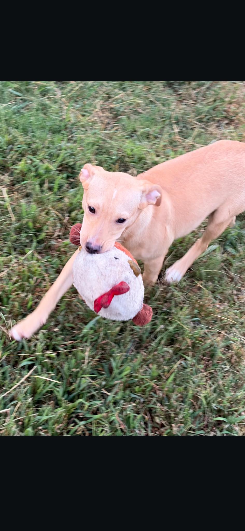 Enlarge Daisy, a Adoptable mixed breed in Louisville, KY image 1/1