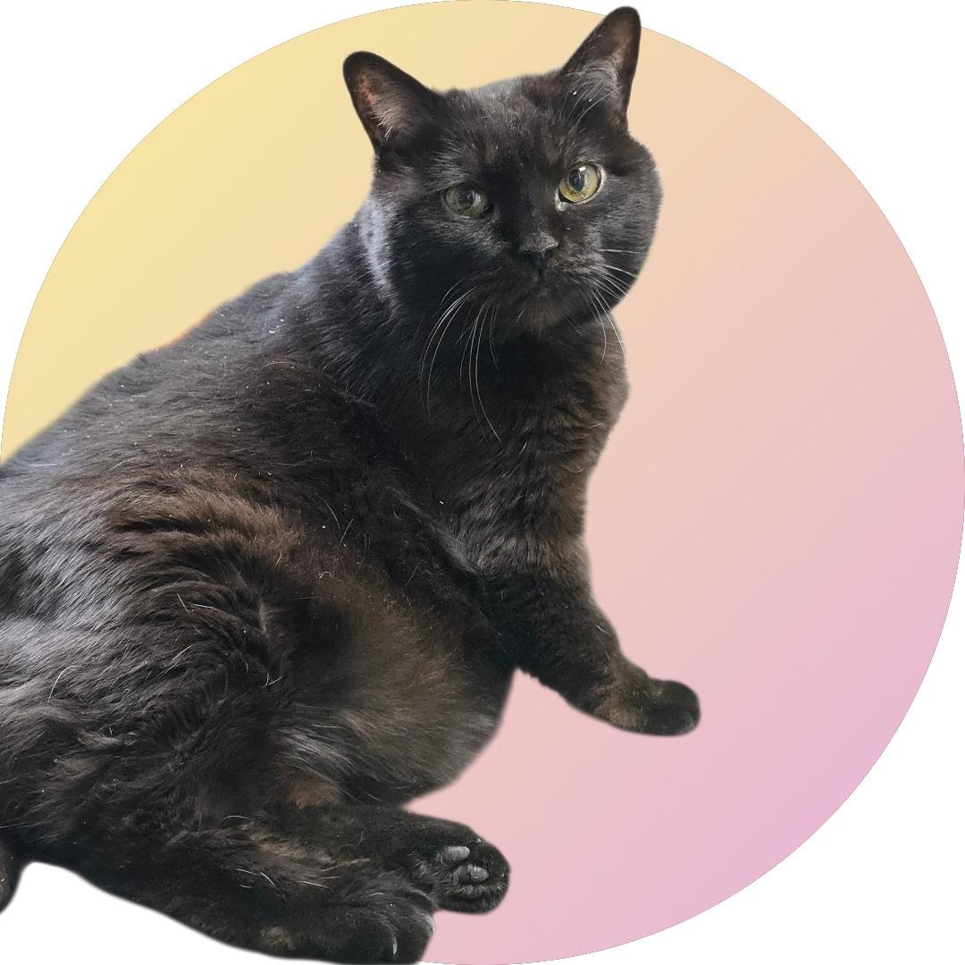 Grace Jones, ADOPTABLE, Senior Female American Bobtail.