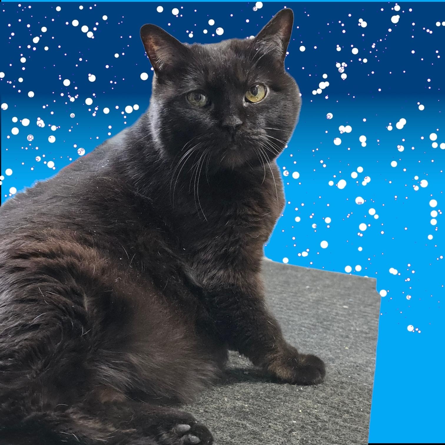 Enlarge Grace Jones, a ADOPTABLE American Bobtail in College Park, MD image 3/3