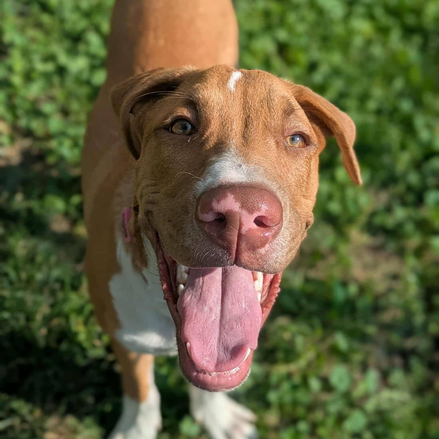 Mushroom, an adoptable Mixed Breed in Boise, ID, 83704 | Photo Image 3