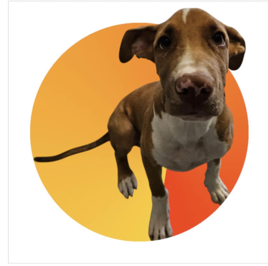 Mushroom, an adoptable Mixed Breed in Boise, ID, 83704 | Photo Image 1