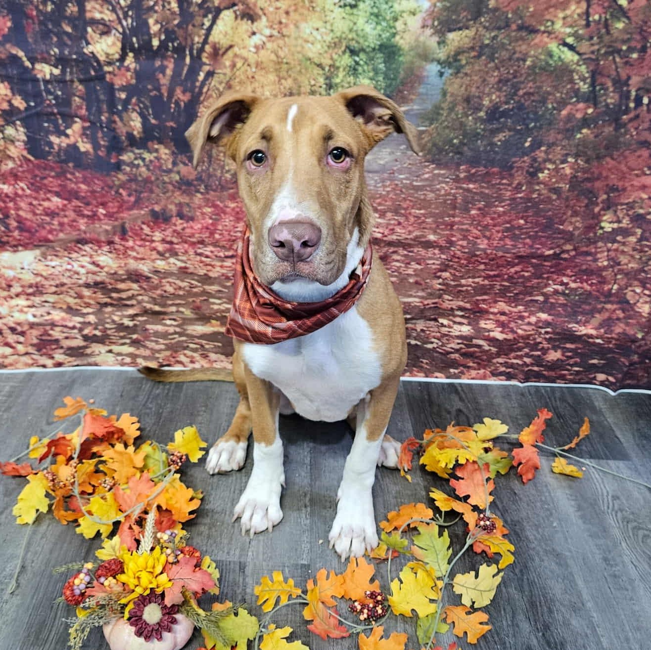 Mushroom, an adoptable Mixed Breed in Boise, ID, 83704 | Photo Image 1