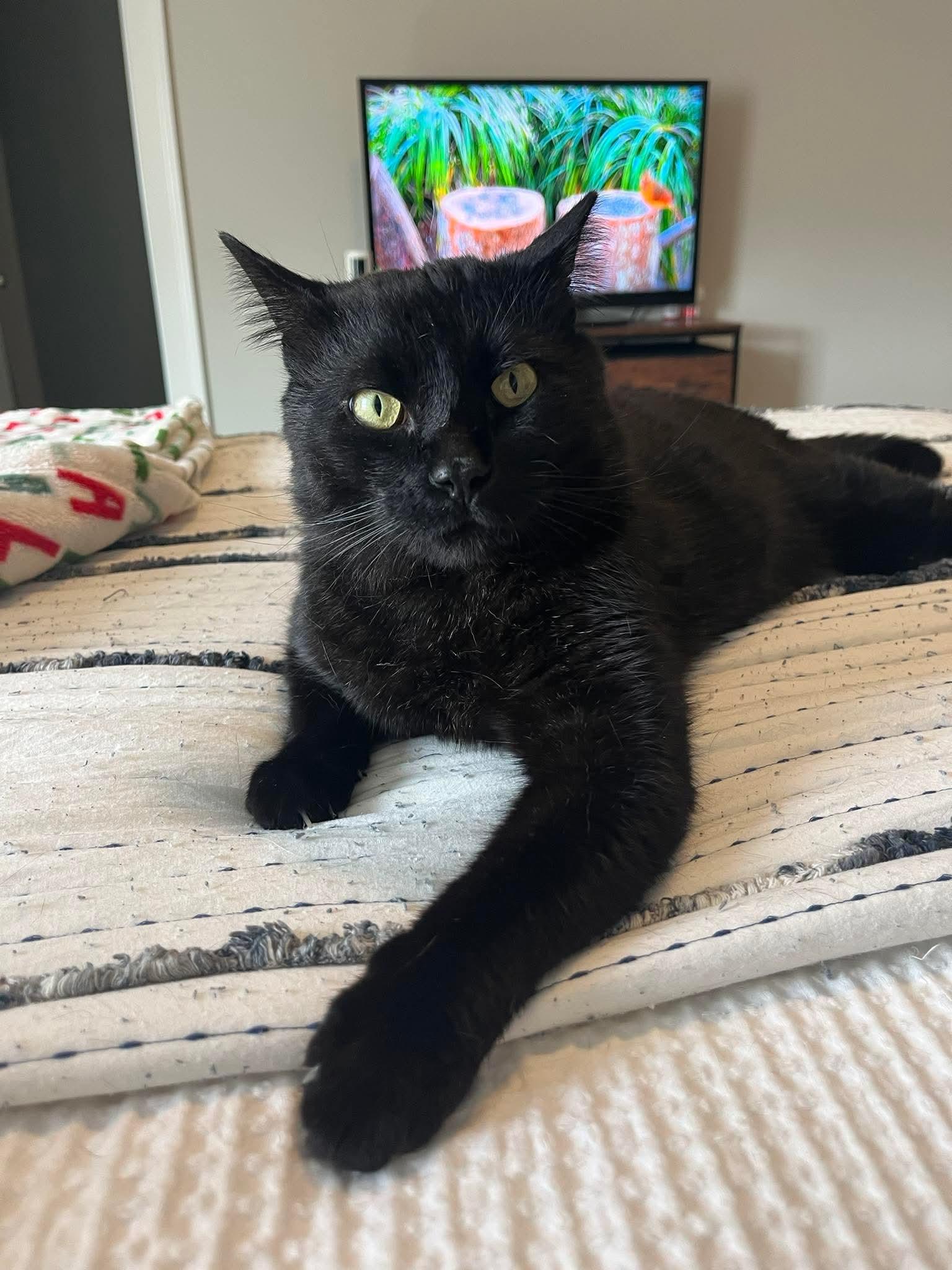 Romeo, a Adoptable mixed breed in Fort Oglethorpe, GA image 5/6