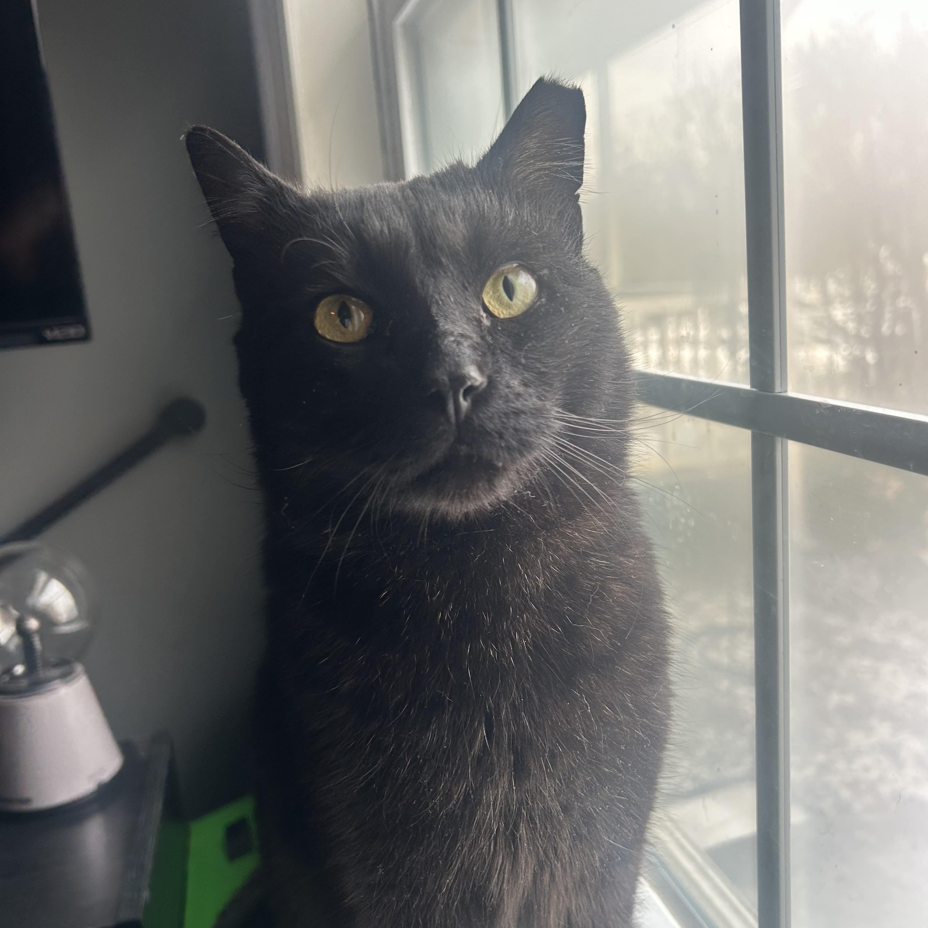 Romeo, a Adoptable mixed breed in Fort Oglethorpe, GA image 2/6