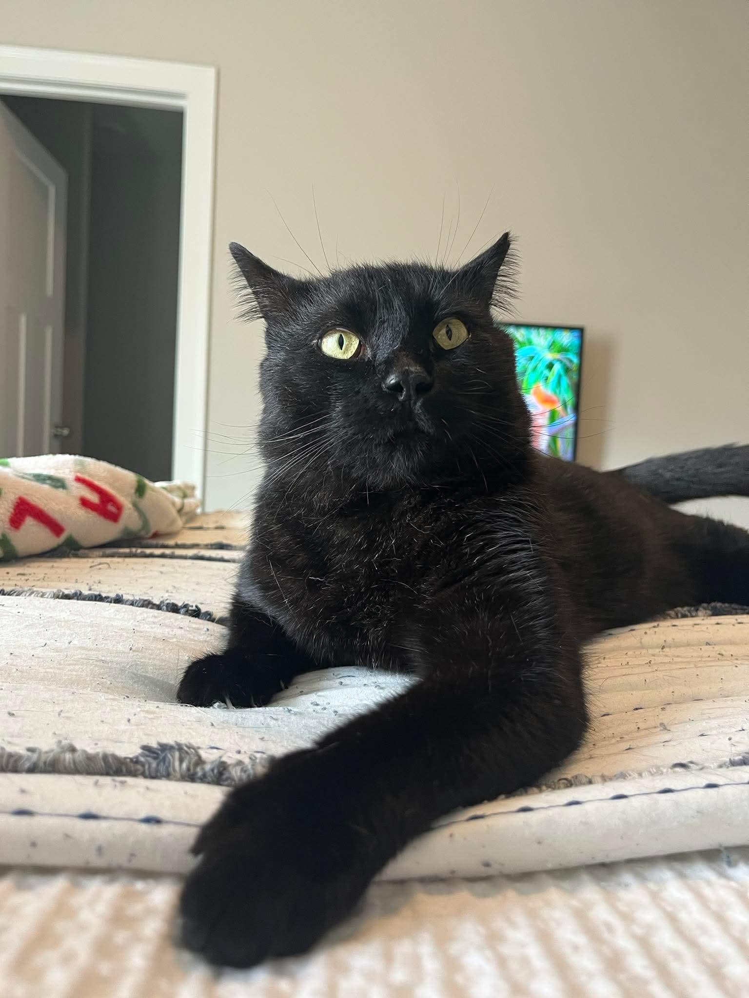 Romeo, a Adoptable mixed breed in Fort Oglethorpe, GA image 6/6