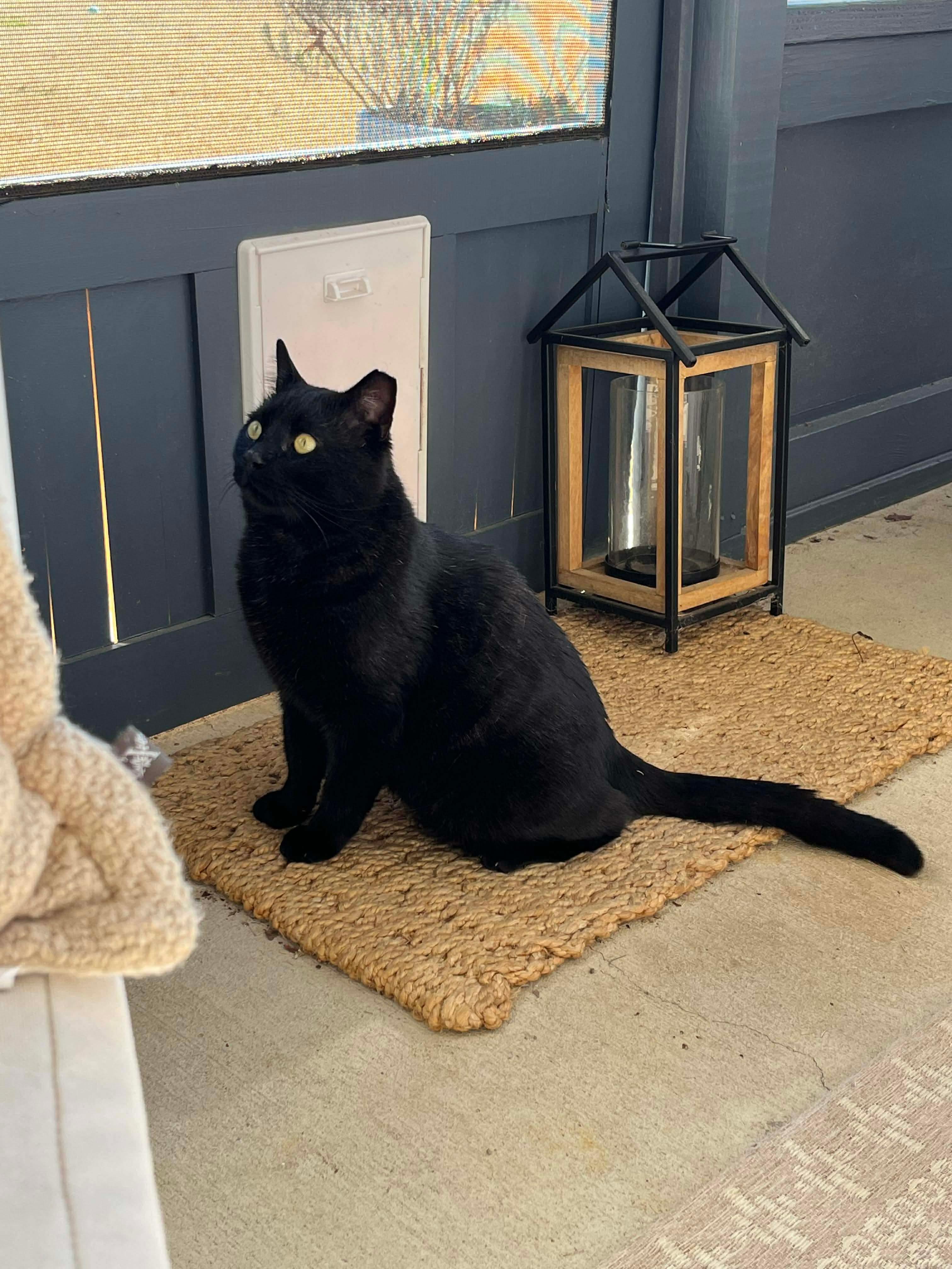 Romeo, a Adoptable mixed breed in Fort Oglethorpe, GA image 4/6