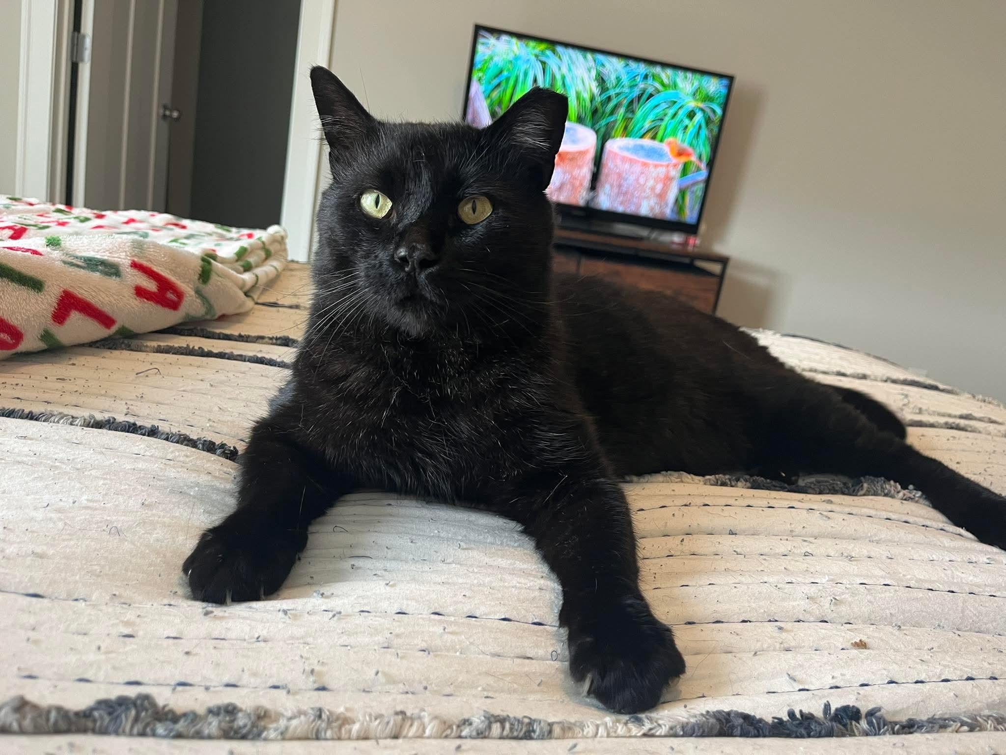 Romeo, Adoptable, Adult Male Bombay & Domestic Short Hair.