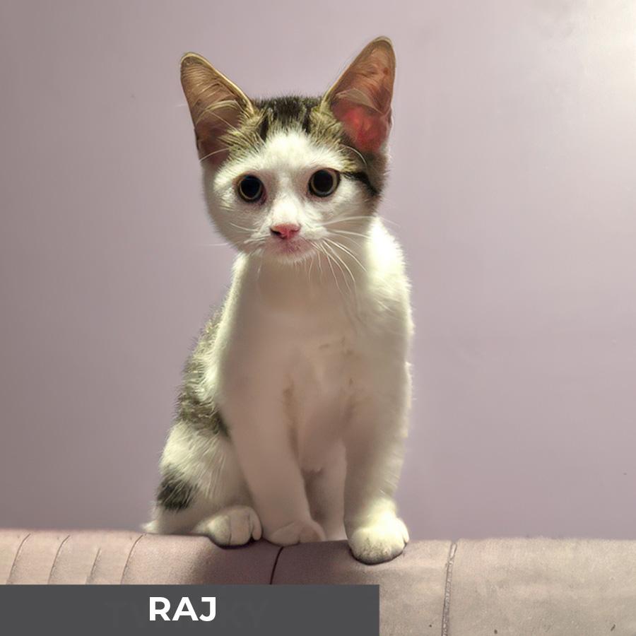 Raj
