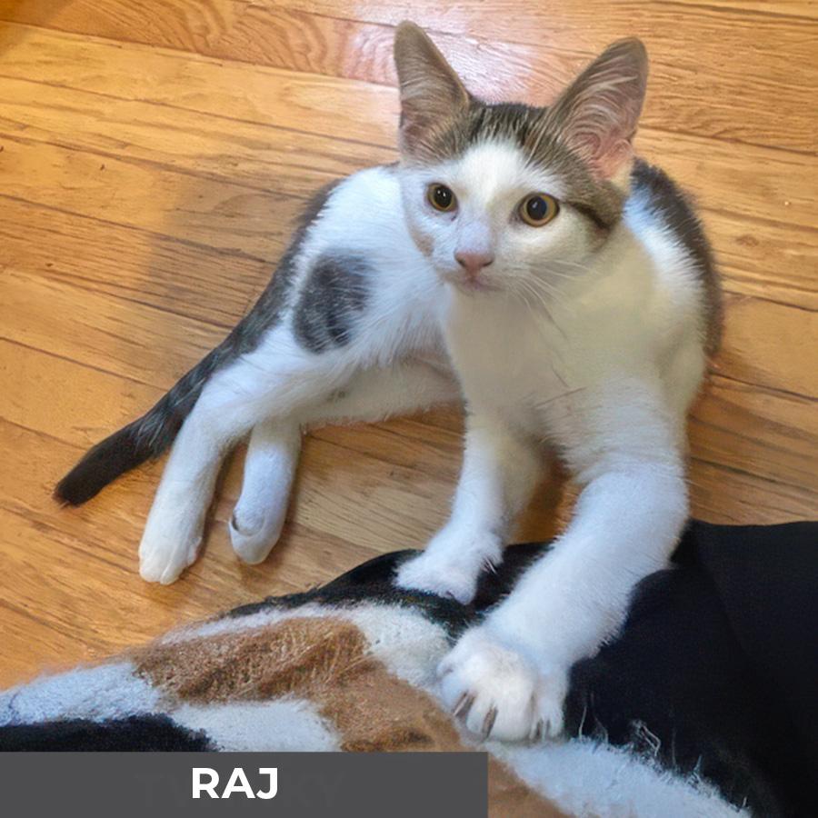 Raj