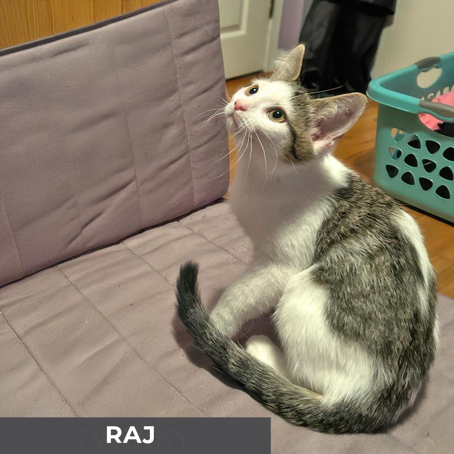 Raj