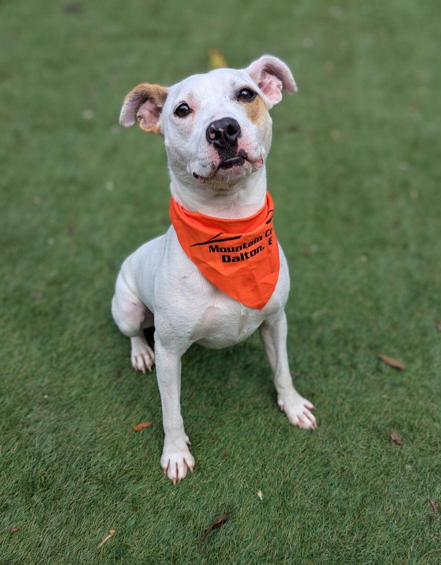 ChiChi, Adoptable, Young Female Parson Russell Terrier.