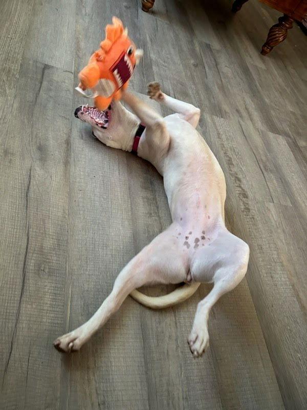 ChiChi, Adoptable, Young Female Parson Russell Terrier.