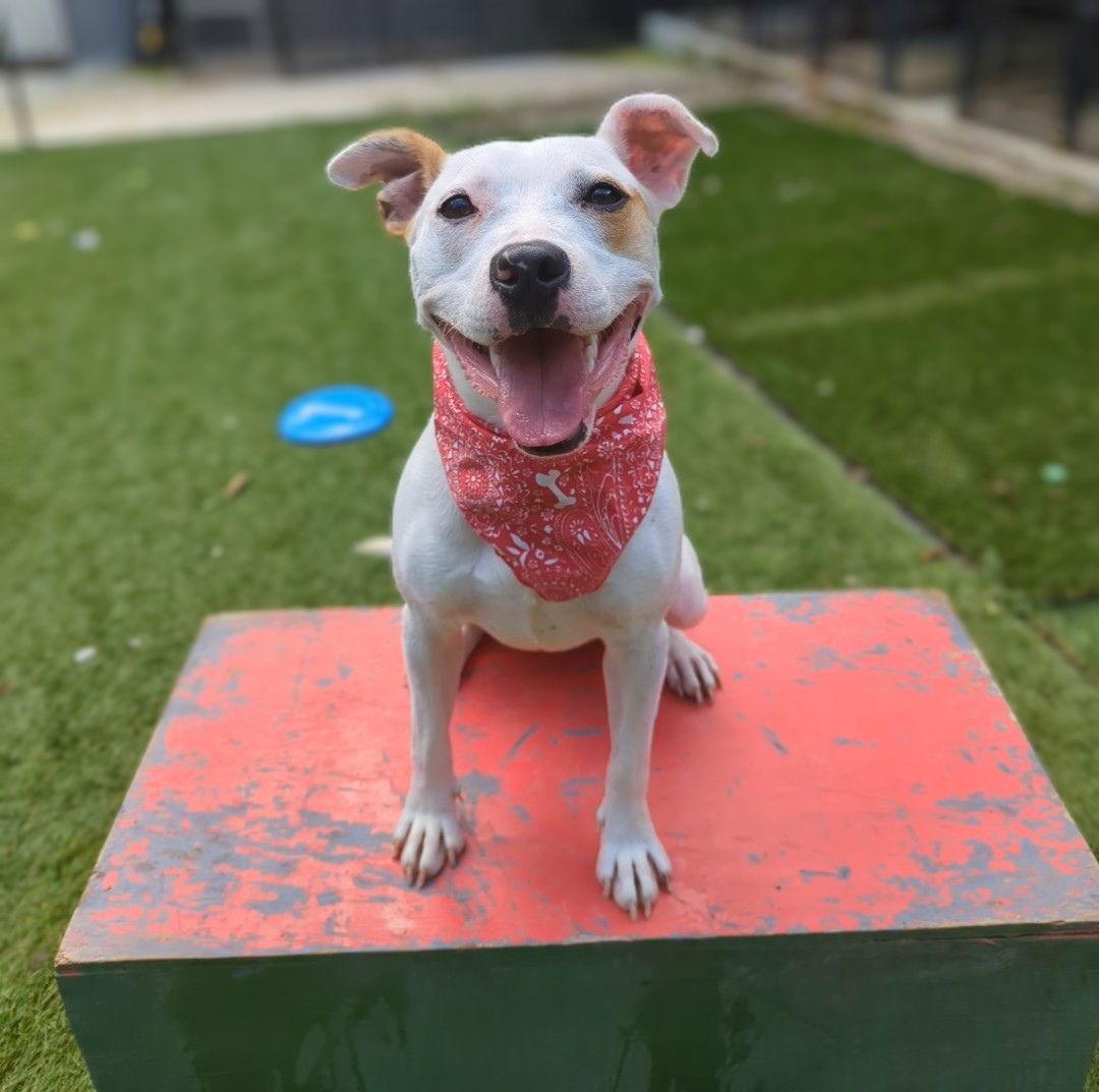 ChiChi, a Adoptable Parson Russell Terrier in Calhoun, GA image 2/3