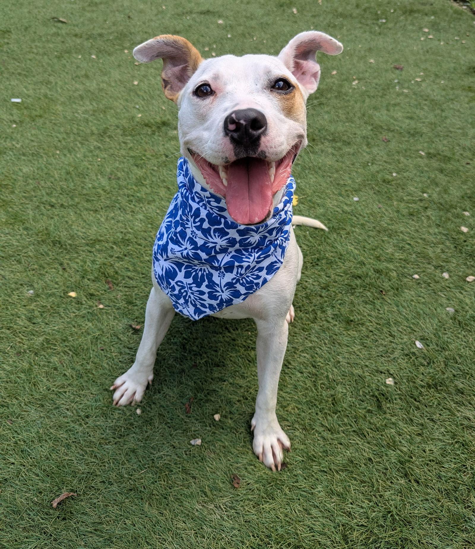 ChiChi, a Adoptable Parson Russell Terrier in Calhoun, GA image 3/3