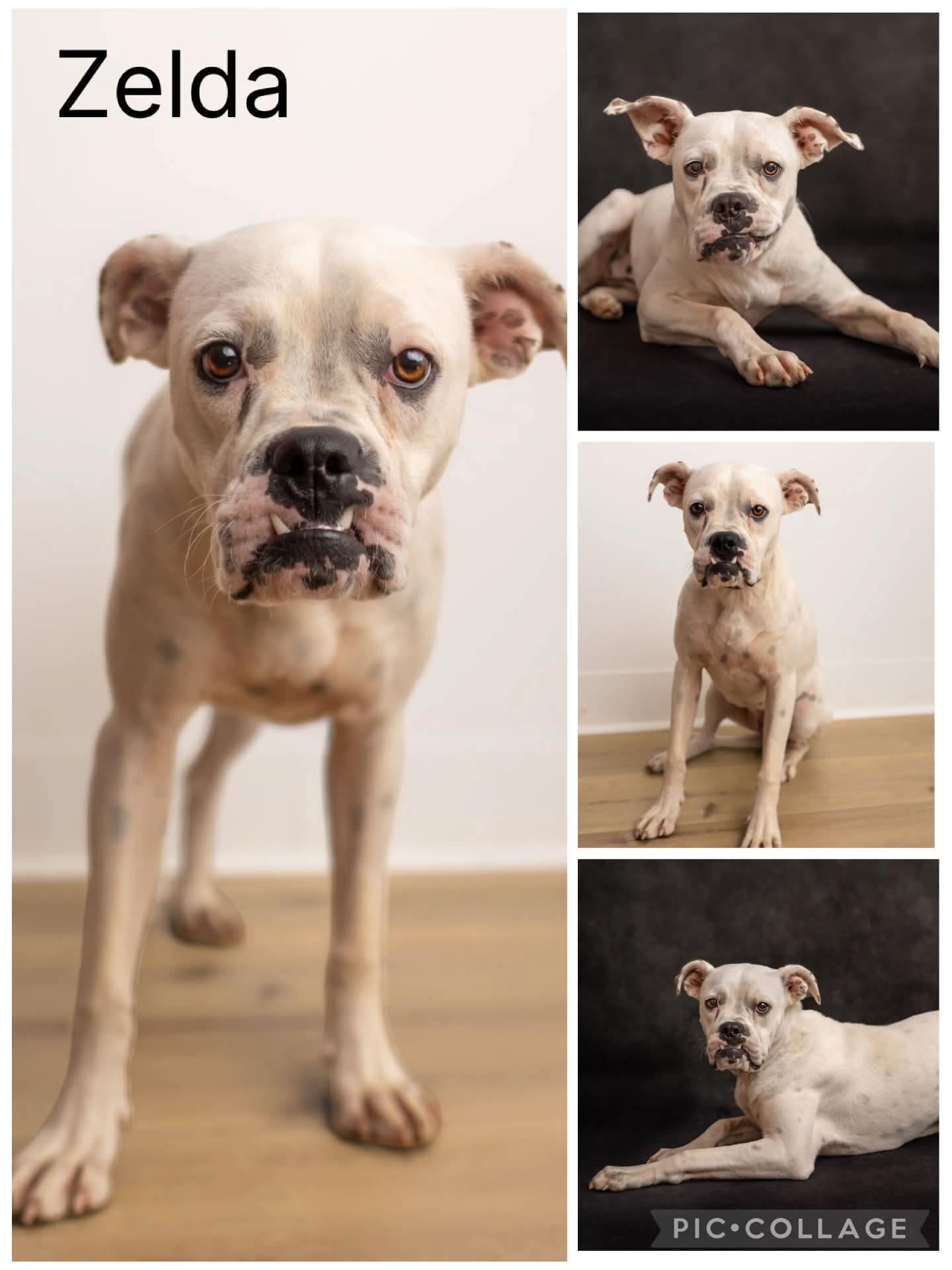 Enlarge Zelda, a ADOPTABLE mixed breed in Enterprise, AL image 1/1