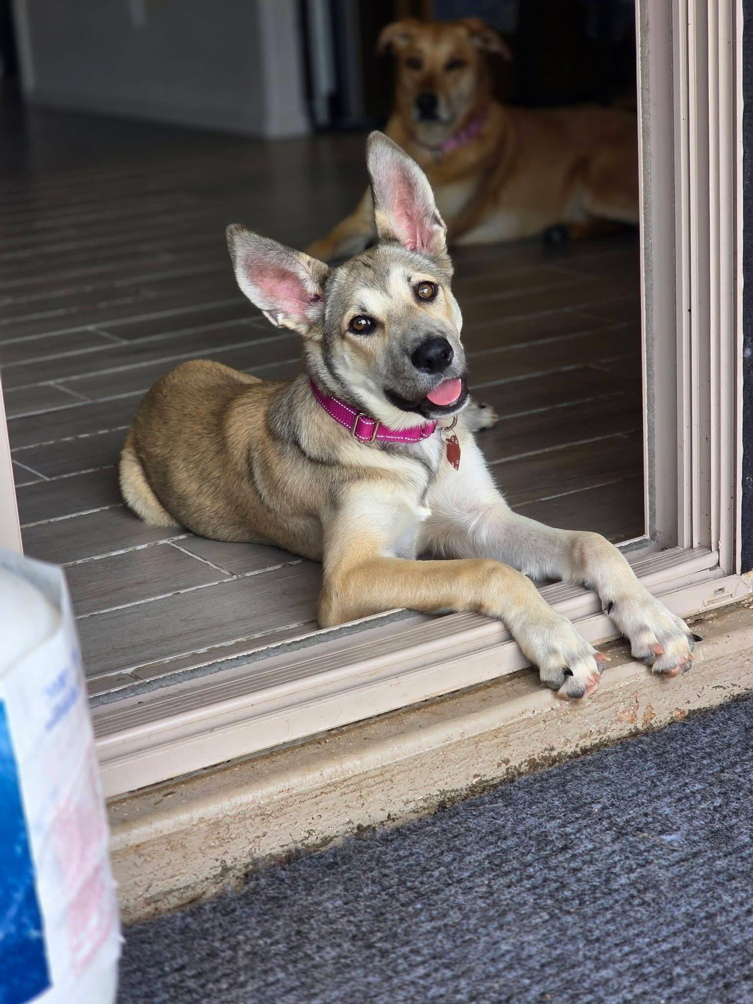 Misty, ADOPTABLE, Puppy Female Siberian Husky & German Shepherd Dog.