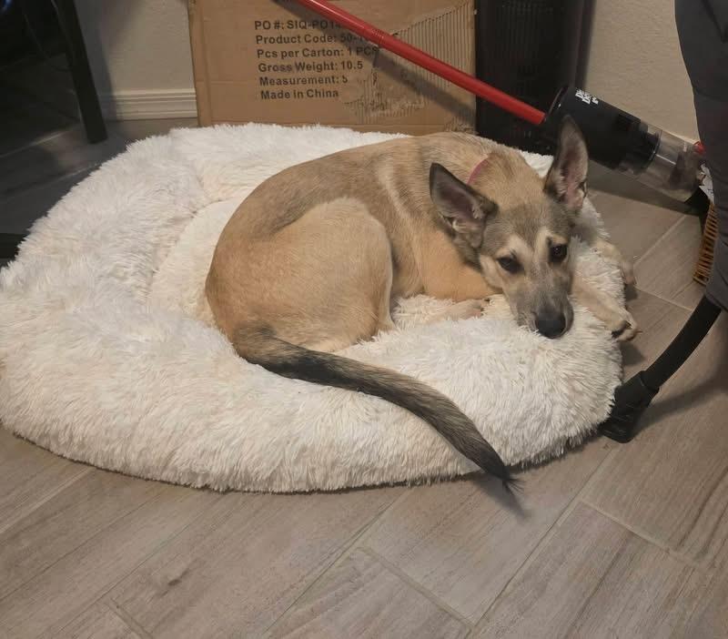 Misty, a ADOPTABLE mixed breed in Tucson, AZ image 2/3