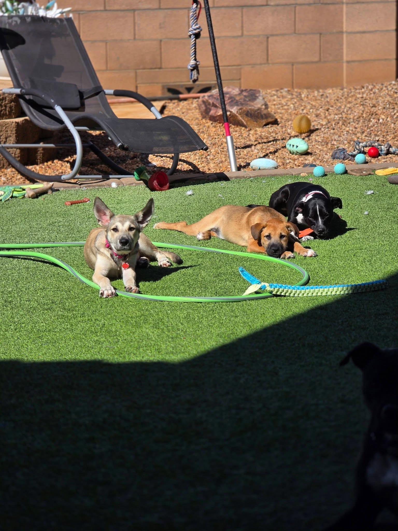 Misty, a ADOPTABLE mixed breed in Tucson, AZ image 3/3