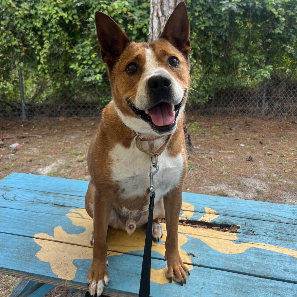 Enlarge Trooper, a Adoptable Mixed Breed in Naples, FL image 1/4