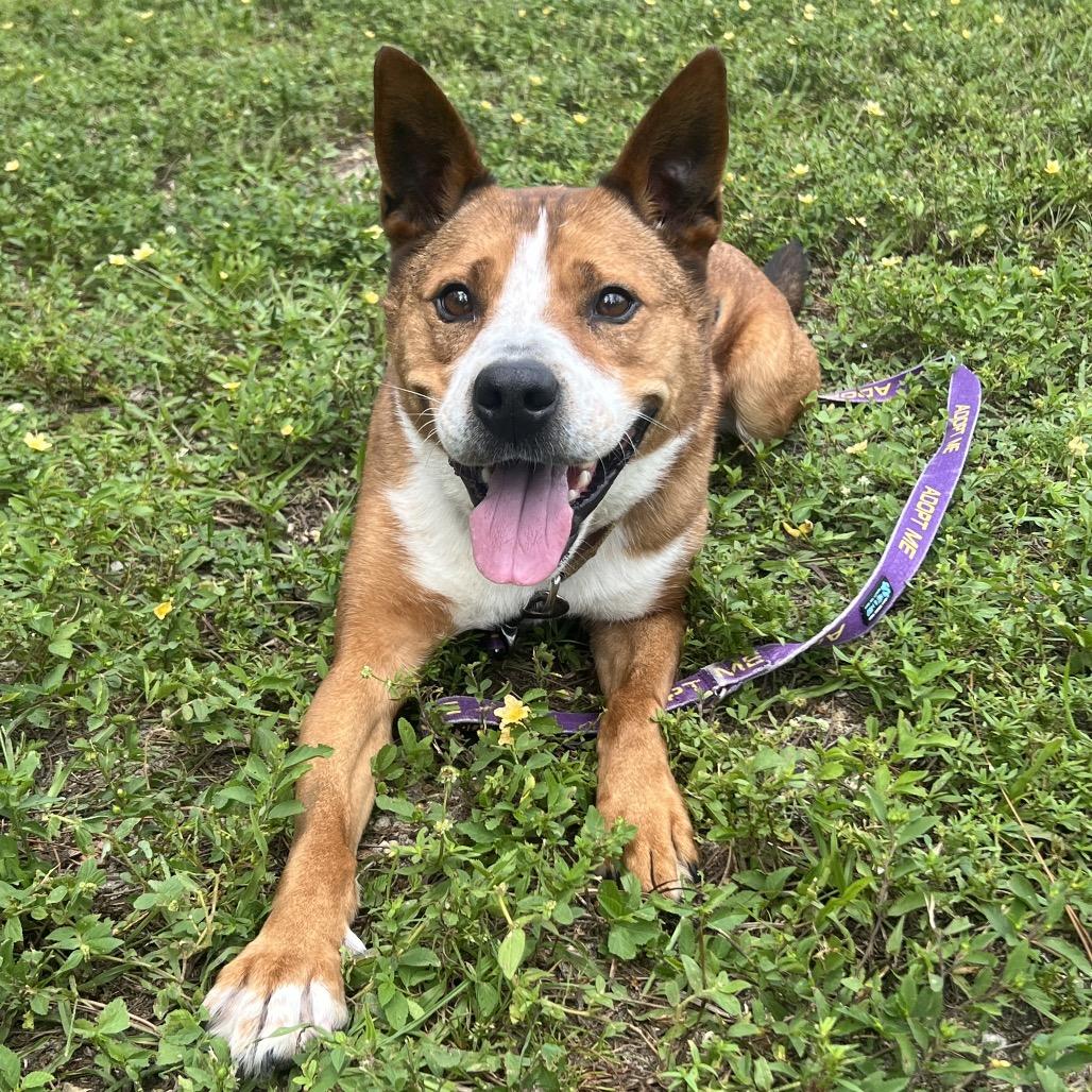 Enlarge Trooper, a Adoptable Mixed Breed in Naples, FL image 2/4