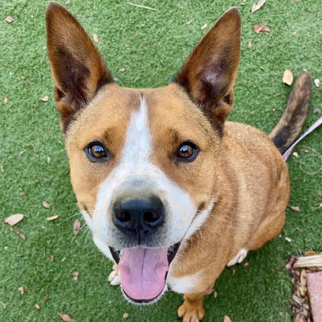 Enlarge Trooper, a Adoptable Mixed Breed in Naples, FL image 3/4