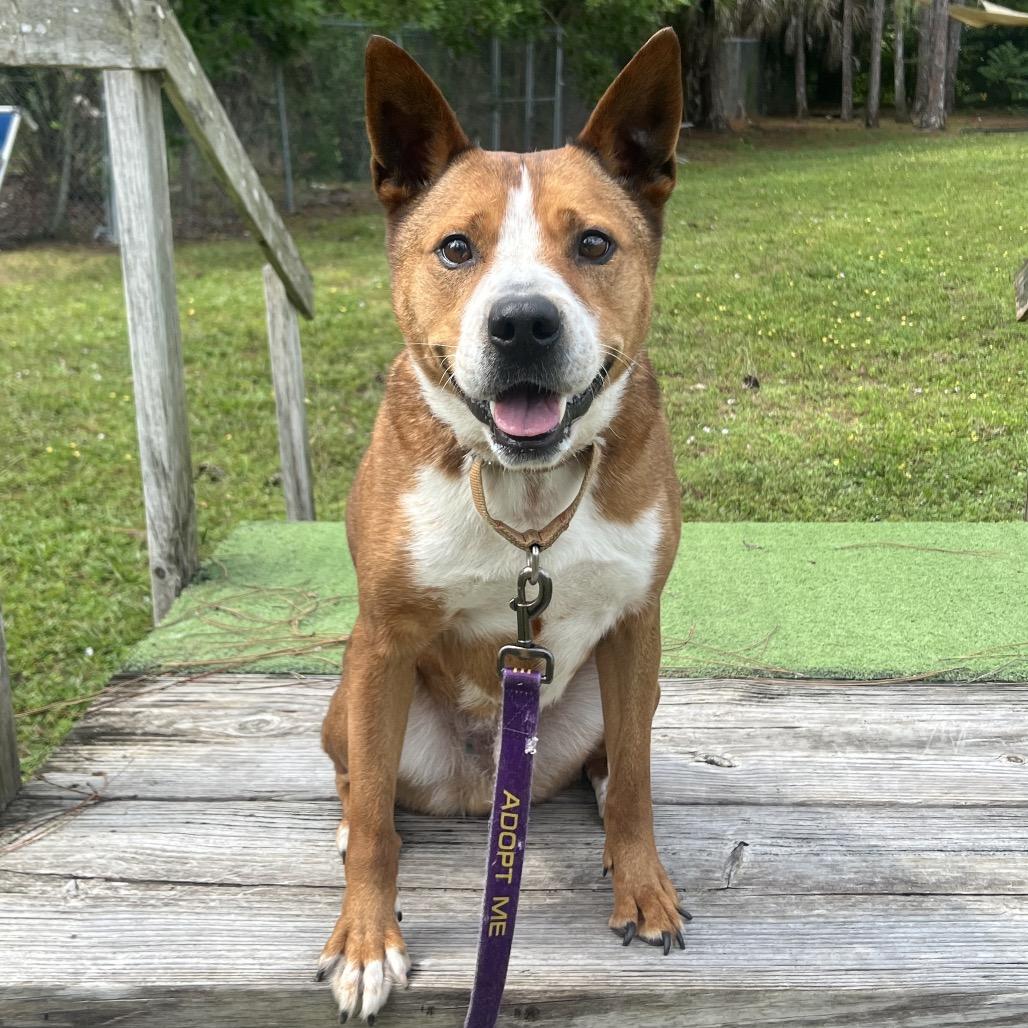 Enlarge Trooper, a Adoptable Mixed Breed in Naples, FL image 4/4
