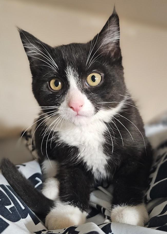 Buttons, Baby Male Domestic Short Hair