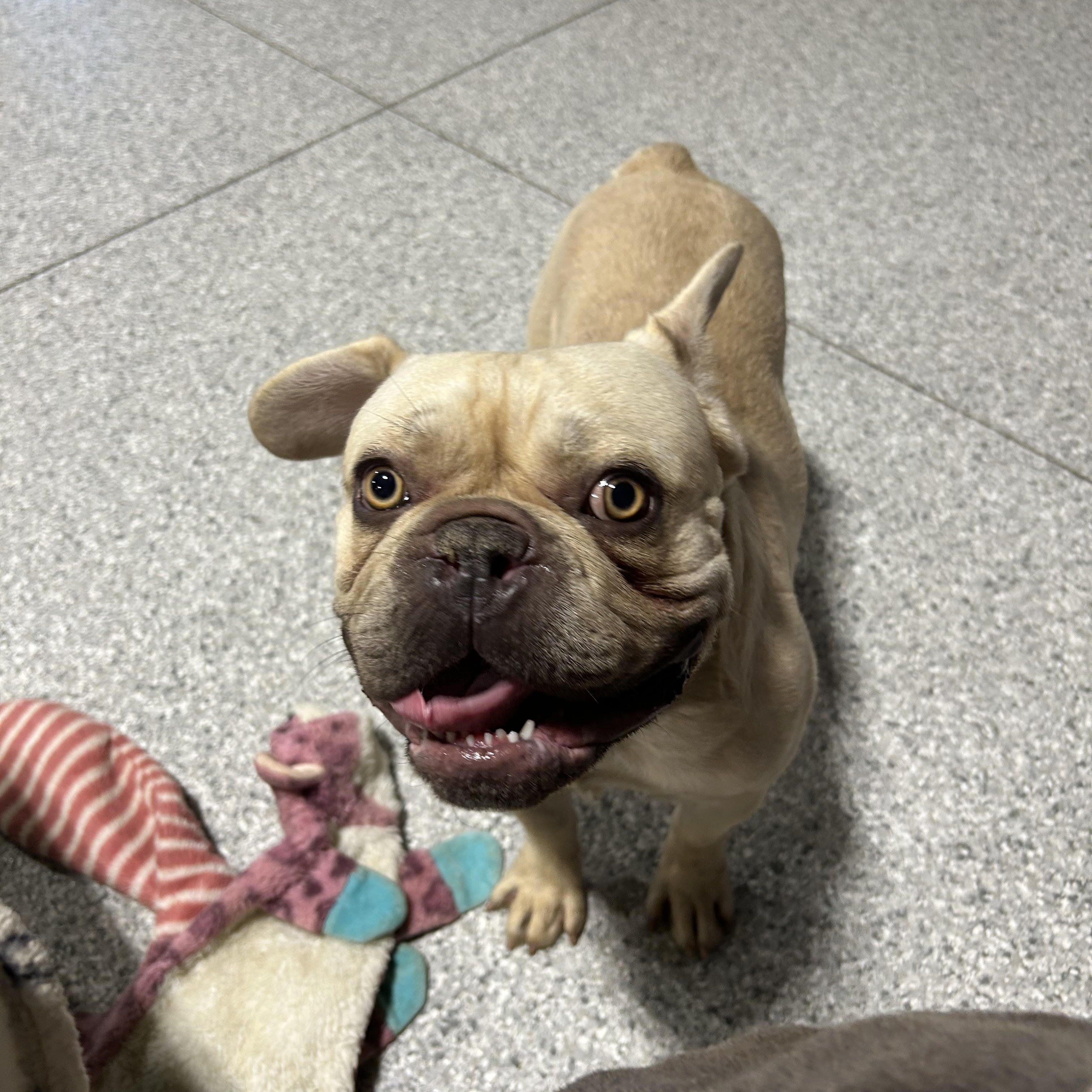 Temu, a Adoptable French Bulldog in Maumee , OH image 2/6