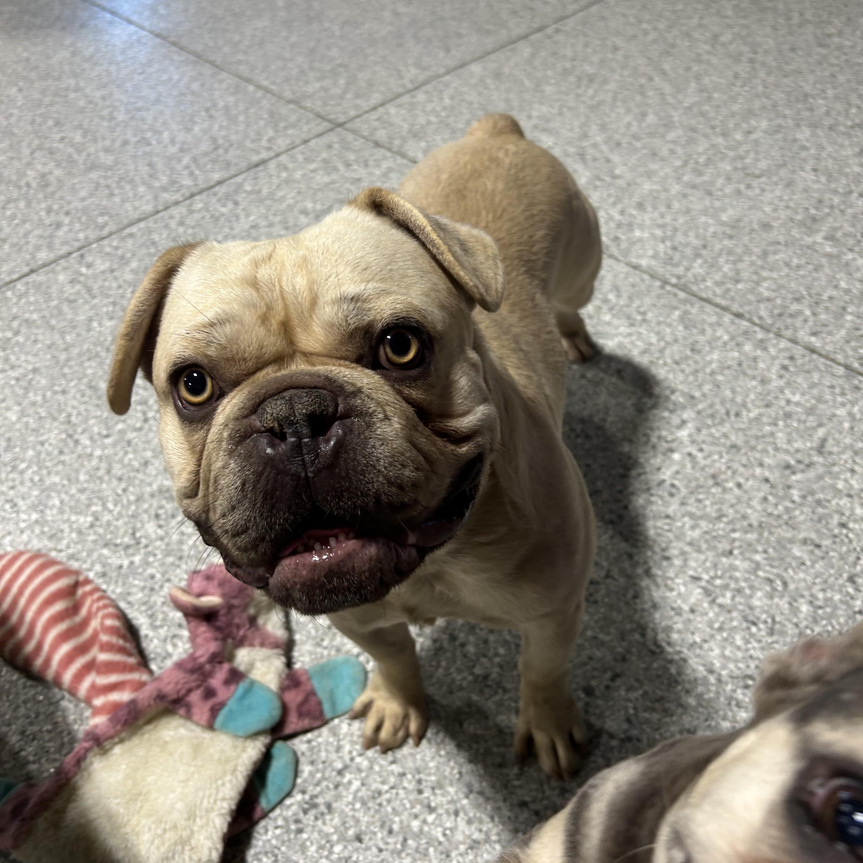 Temu, a Adoptable French Bulldog in Maumee , OH image 3/6