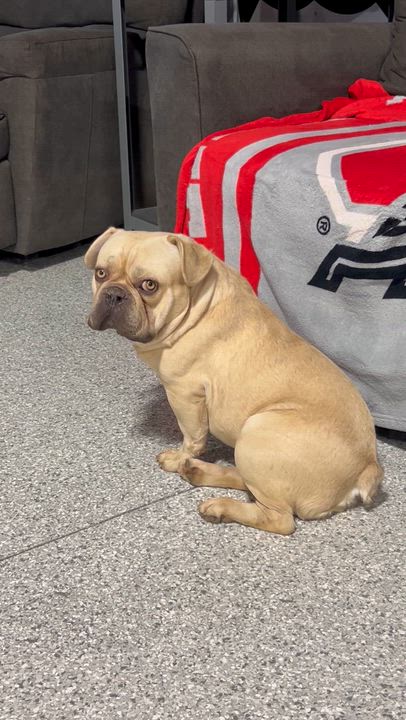 Enlarge Temu, a Adoptable French Bulldog in Maumee , OH video 6/6