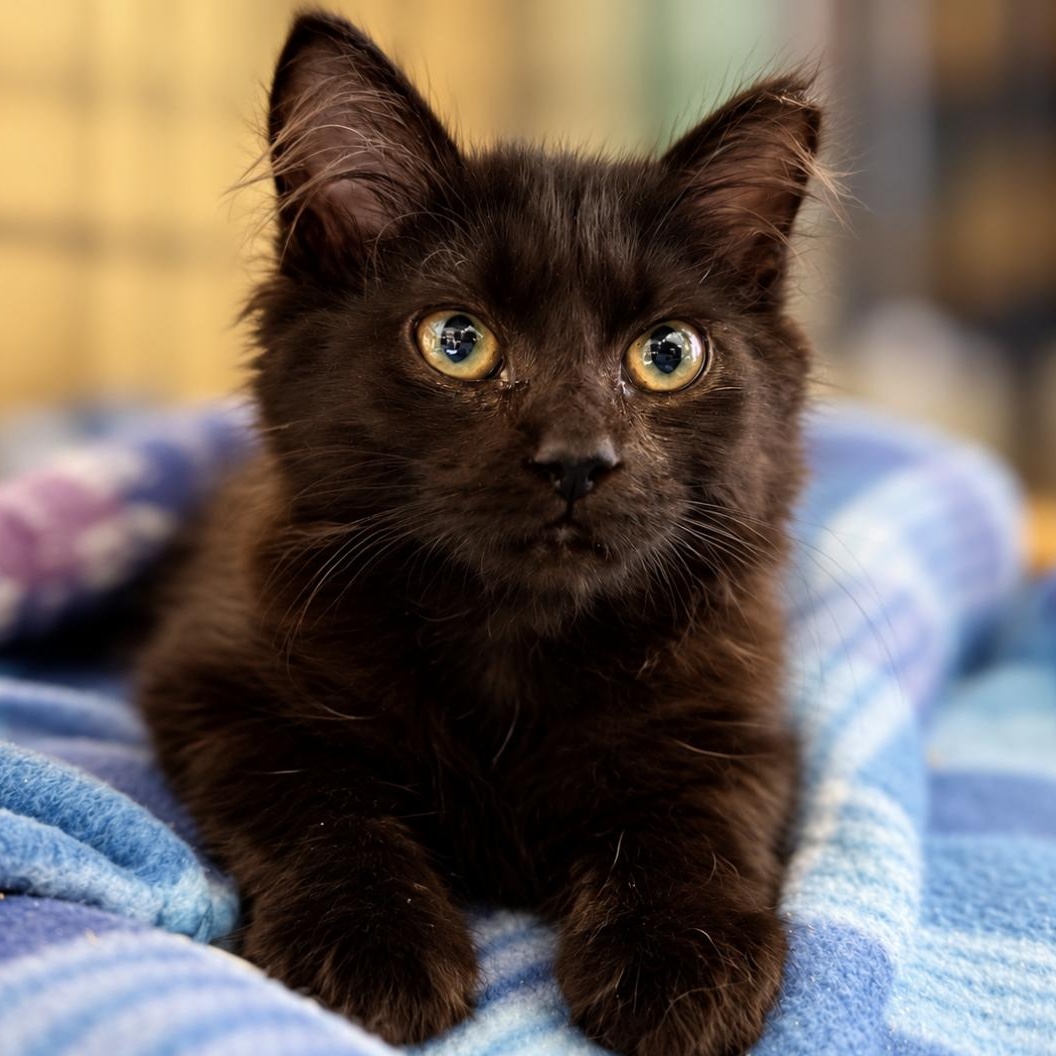 Clover - FeLV, Adoptable, Kitten Female Domestic Medium Hair.