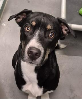 Enlarge Polo, a ADOPTABLE mixed breed in Butte, MT image 1/1