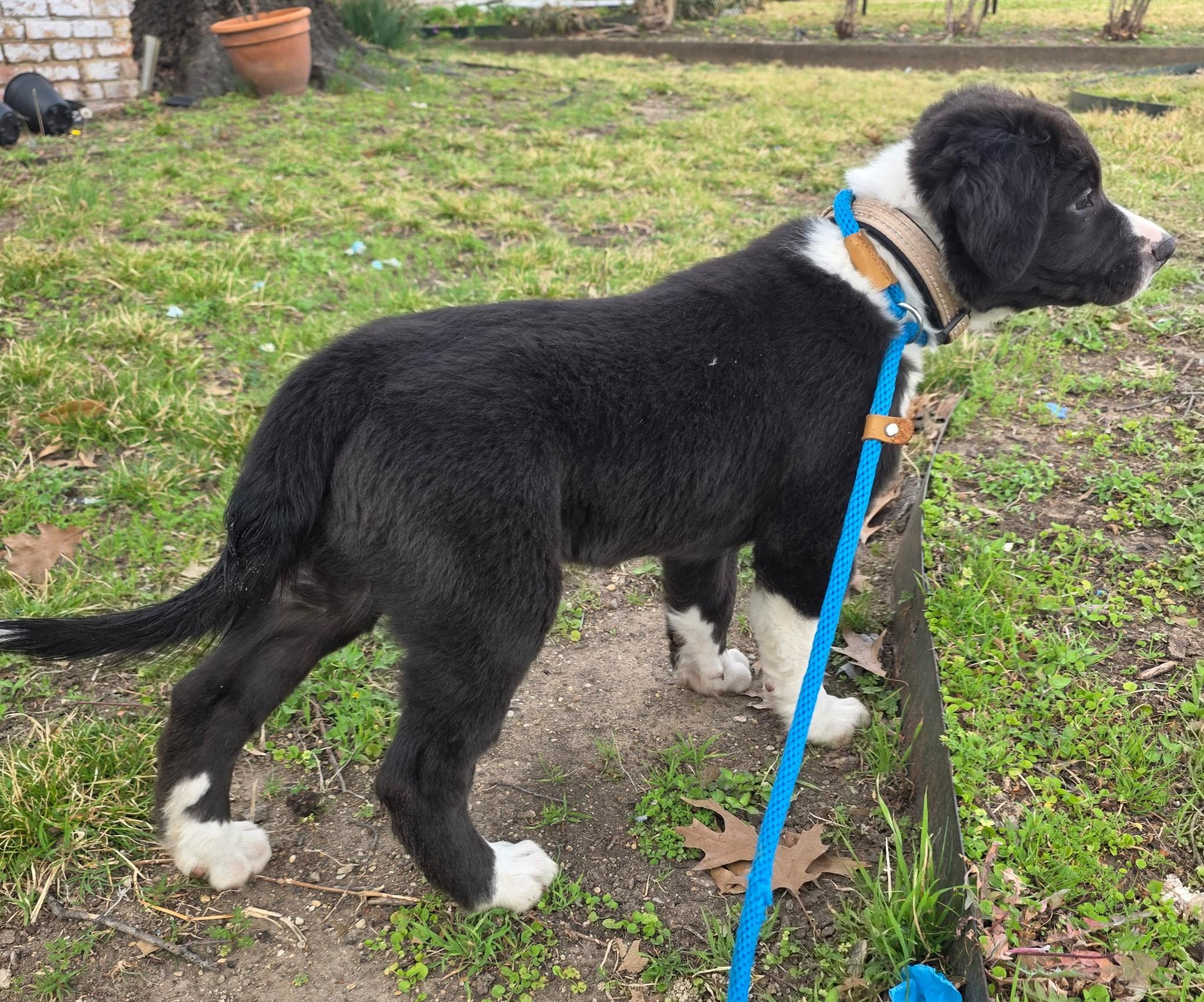 Enlarge Bear, an adopted Border Collie in Dallas, TX image 3/5