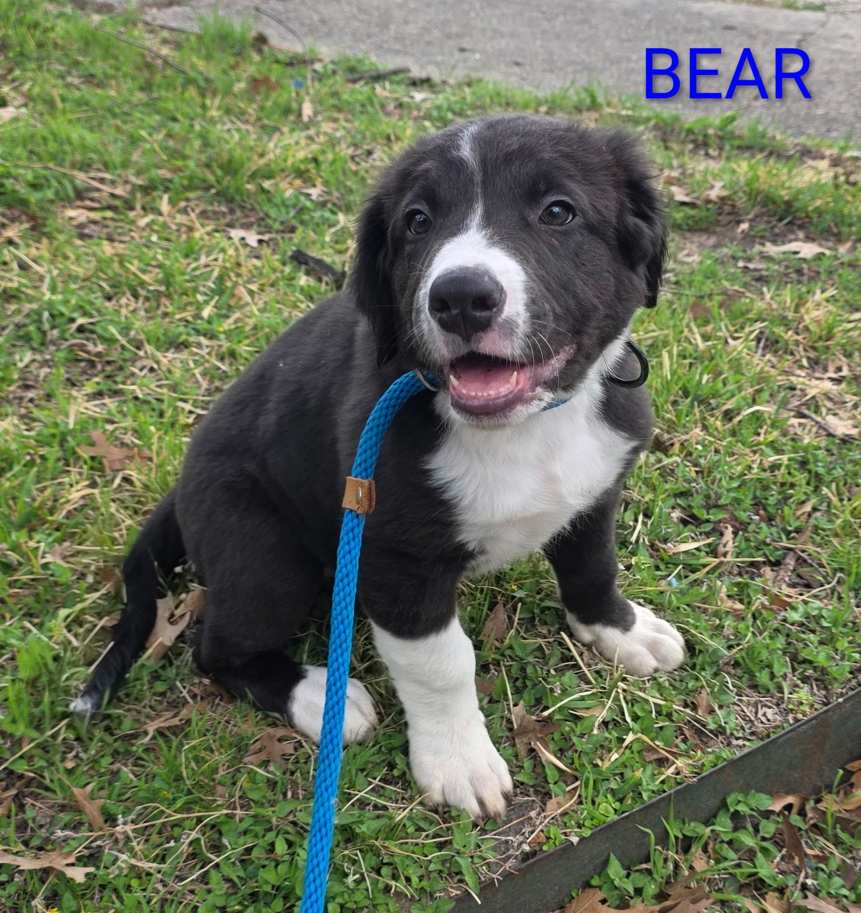 Enlarge Bear, an adopted Border Collie in Dallas, TX image 1/5