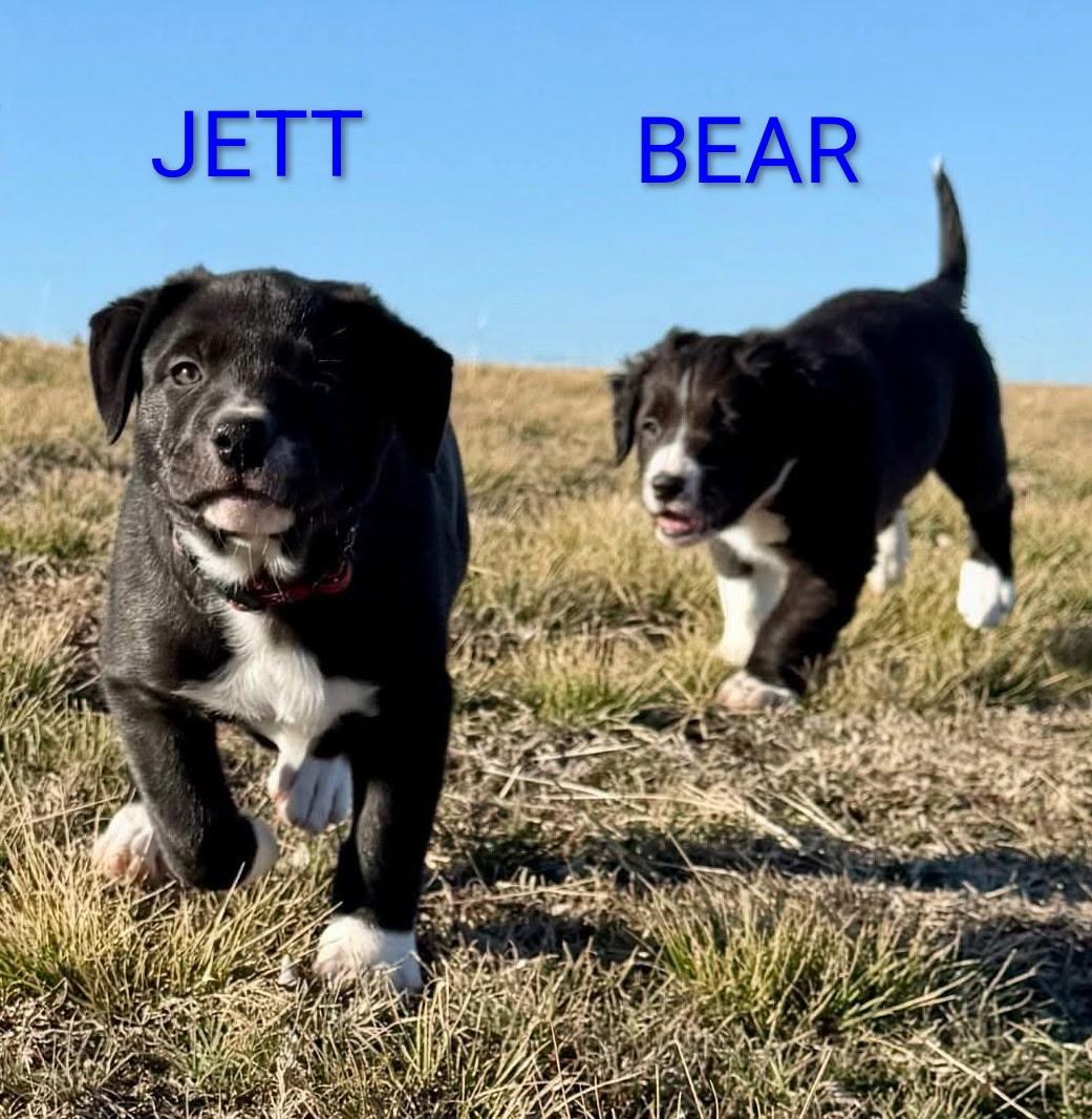 Enlarge Bear, an adopted Border Collie in Dallas, TX image 4/5