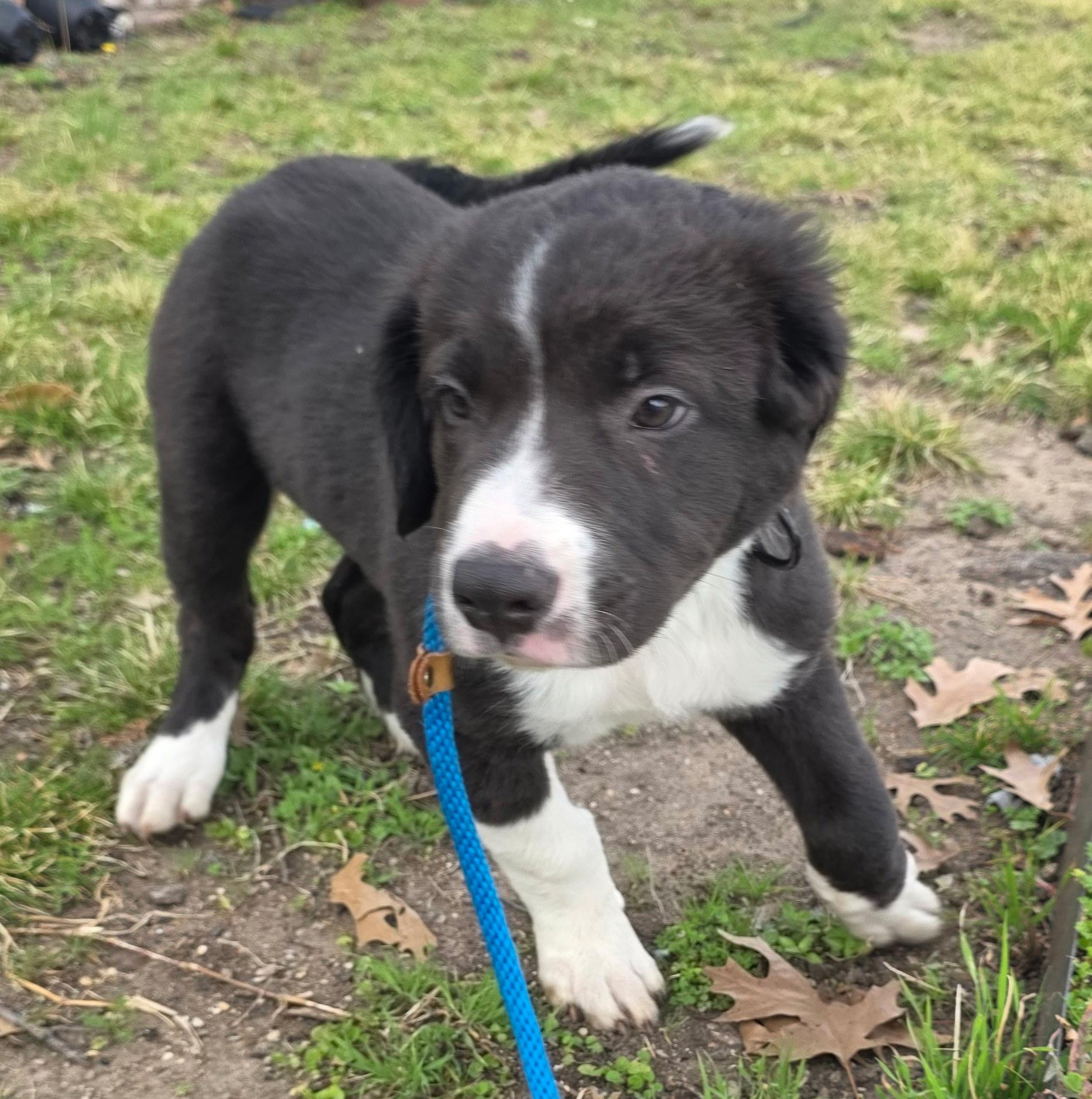 Enlarge Bear, an adopted Border Collie in Dallas, TX image 2/5
