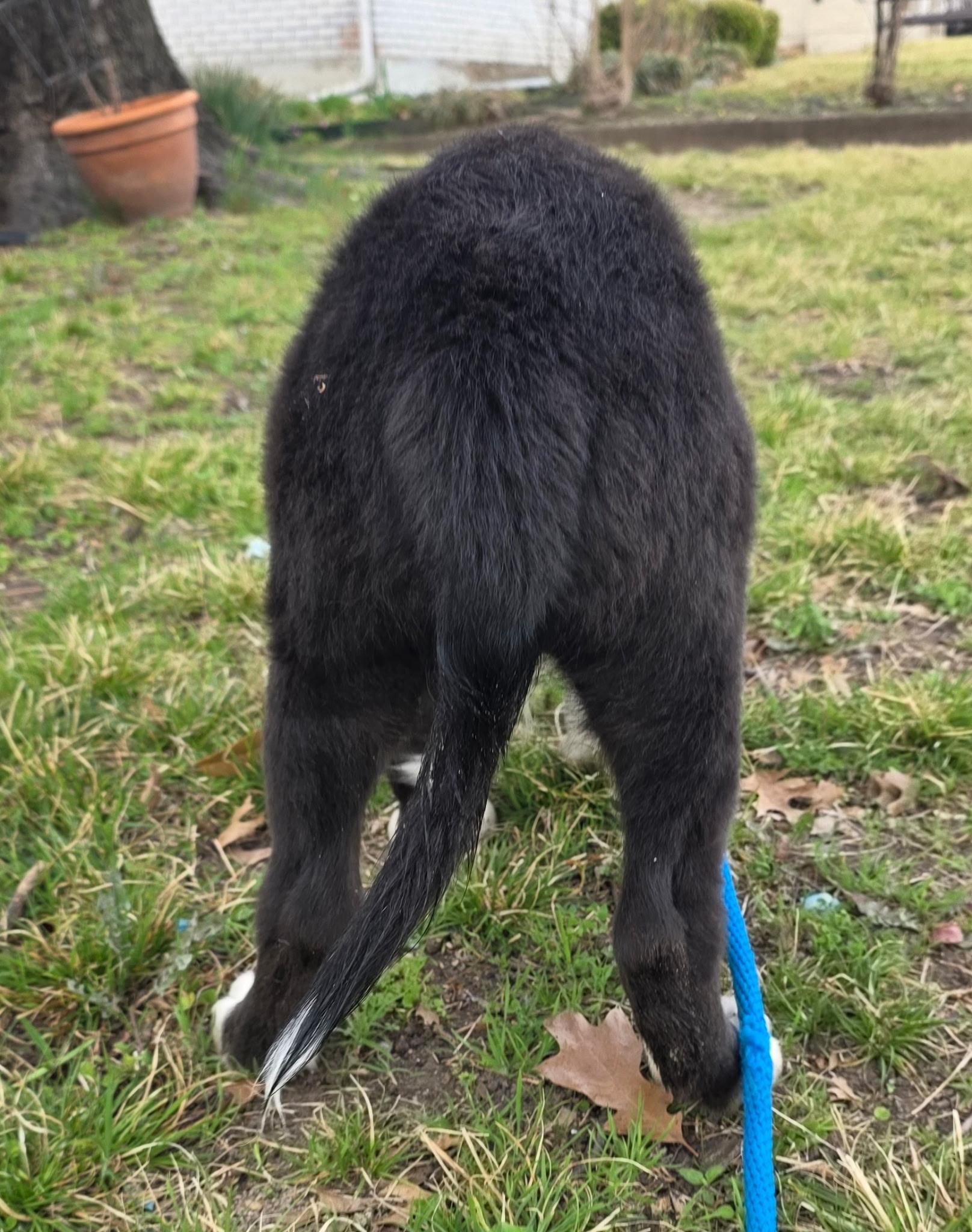 Enlarge Bear, an adopted Border Collie in Dallas, TX image 5/5